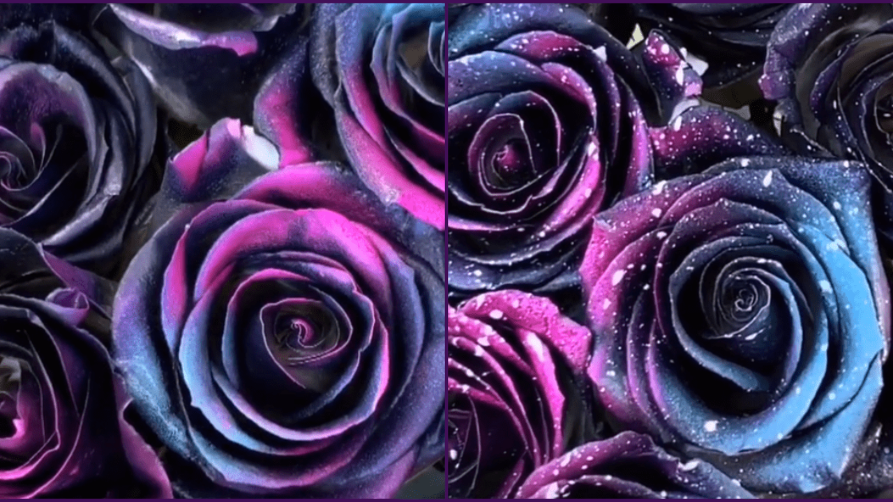 Background Galaxy Rose