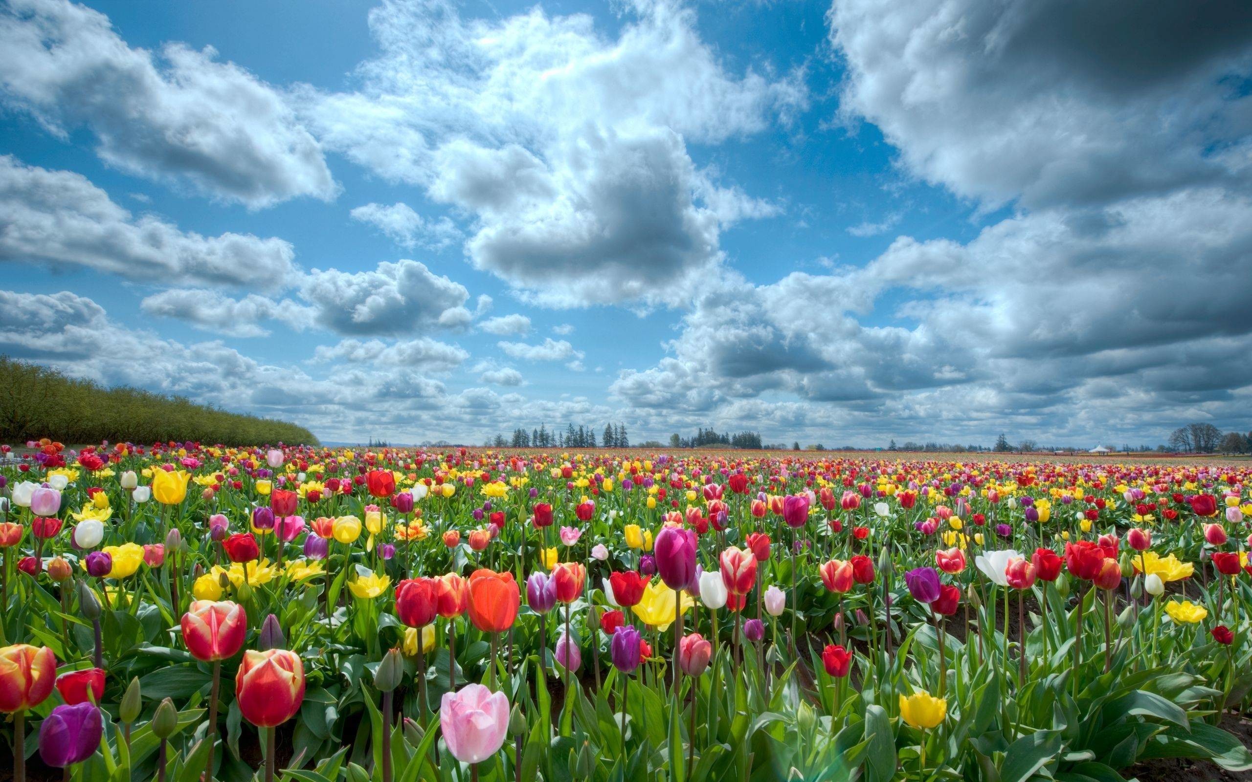 Background Garden