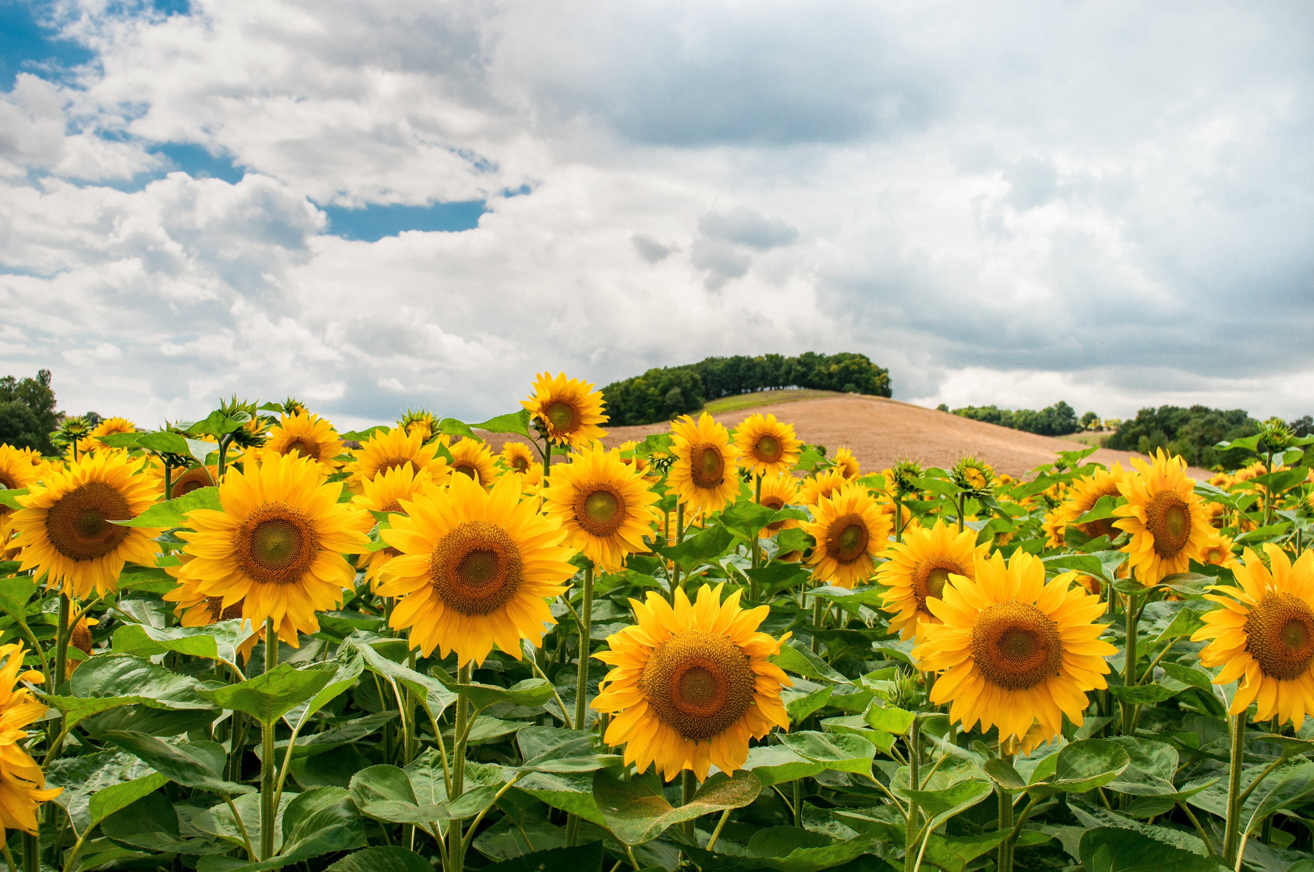 Background Sunflower