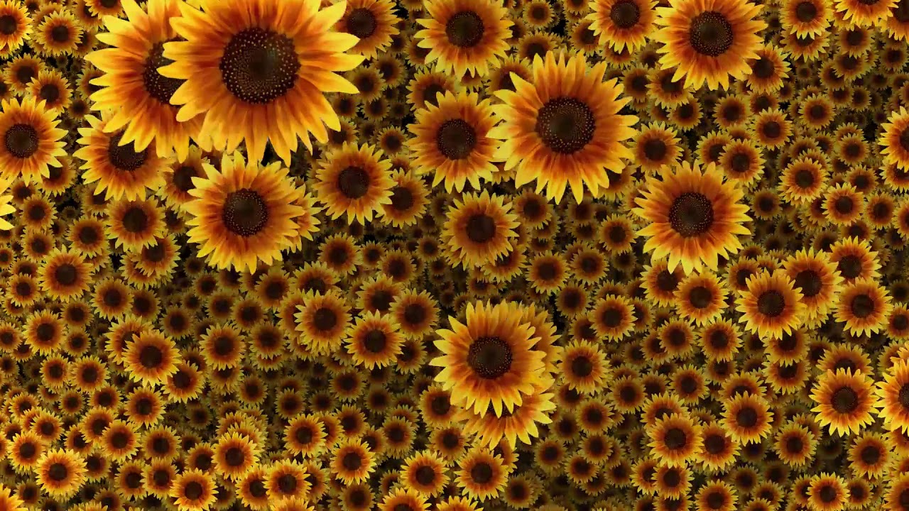 Background Sunflower