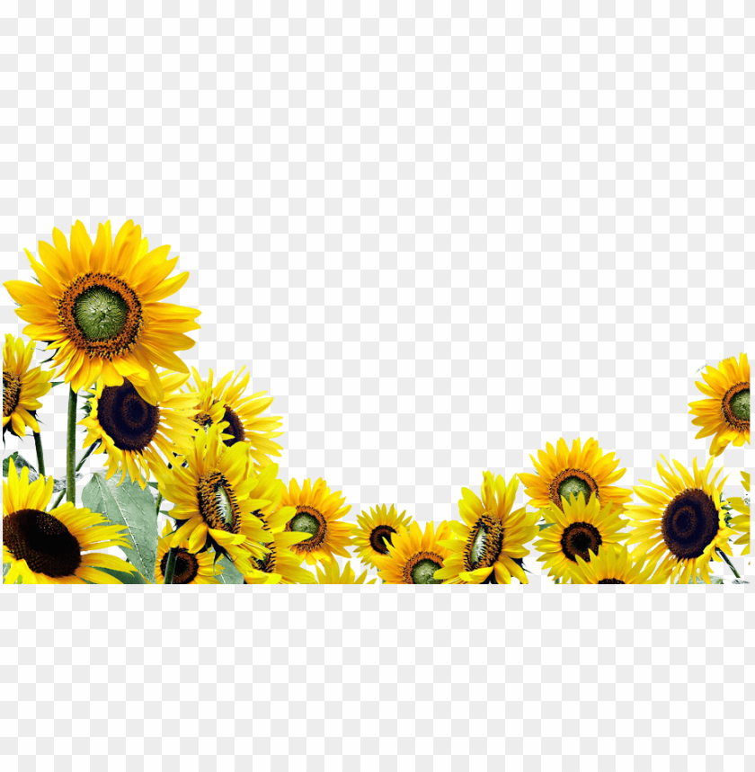 Background Sunflower