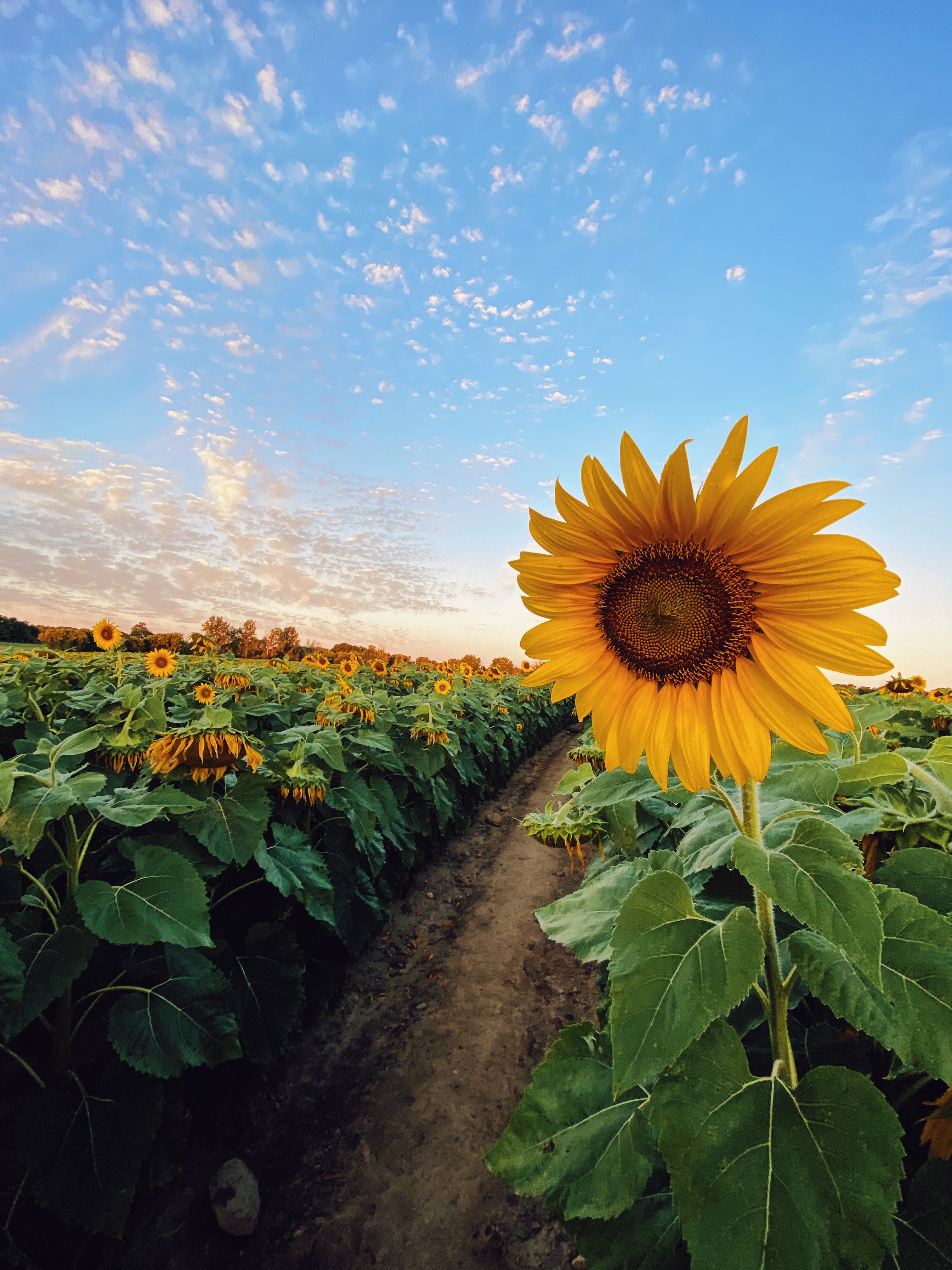 Background Sunflower