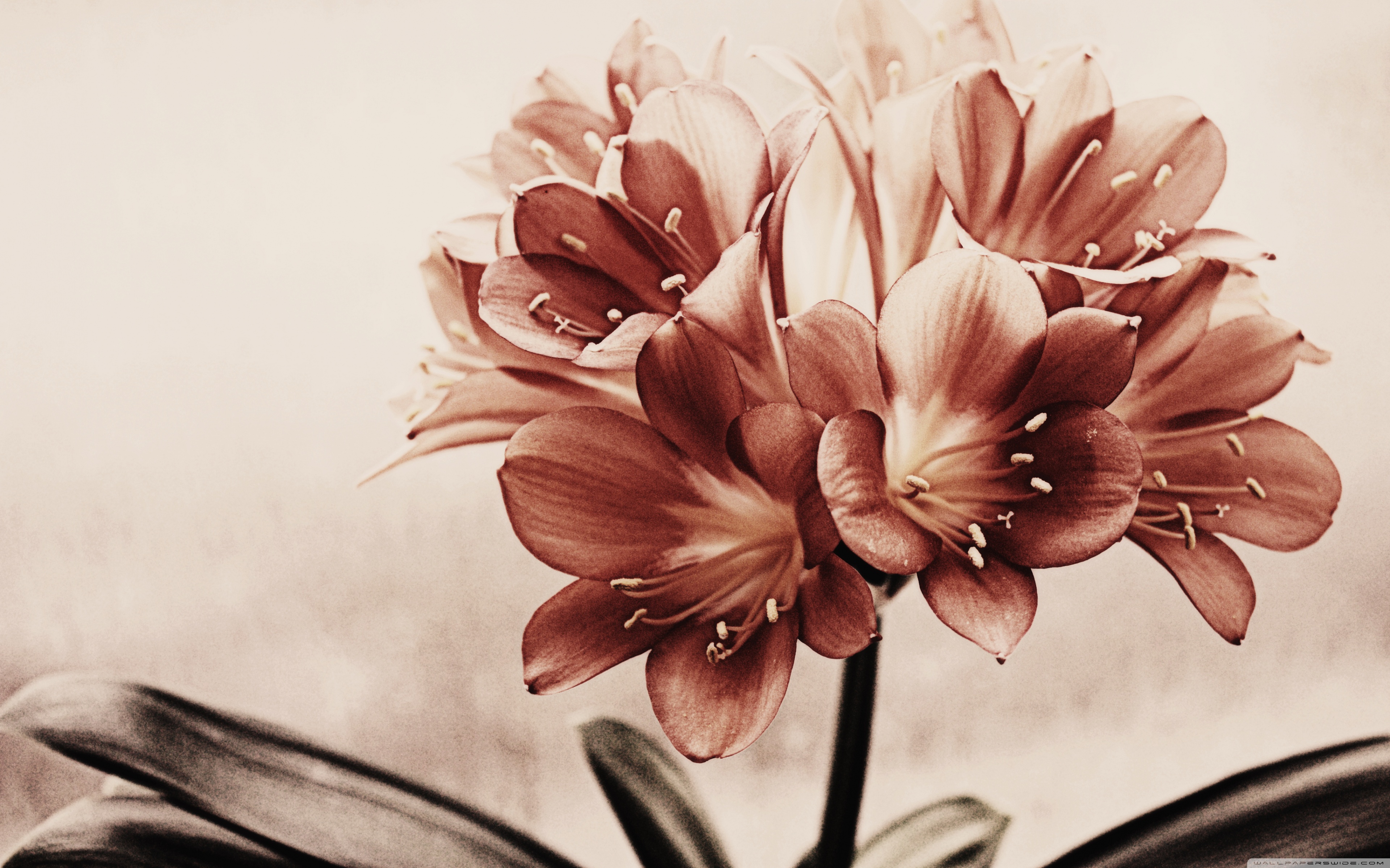 Background Vintage Flower