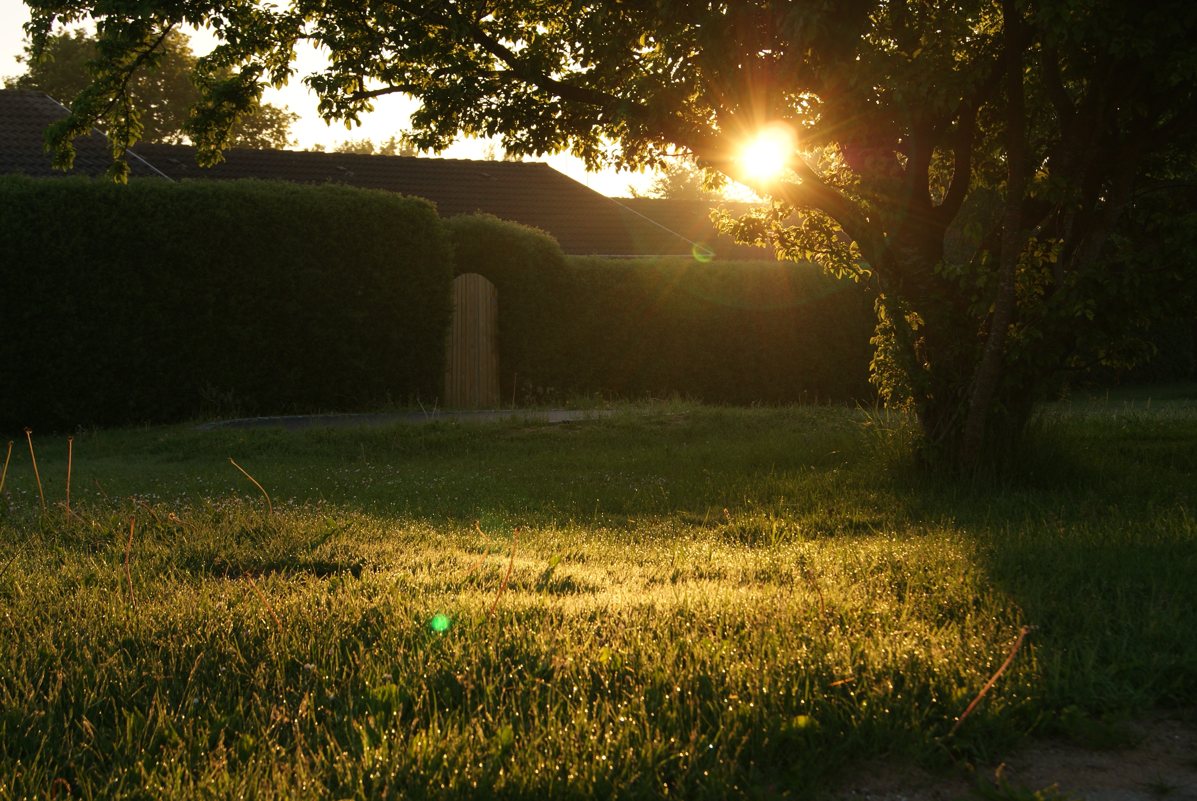 Backyard Backgrounds