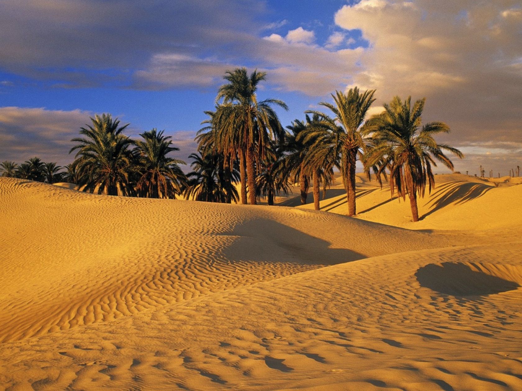 Beautiful Desert Oasis Background