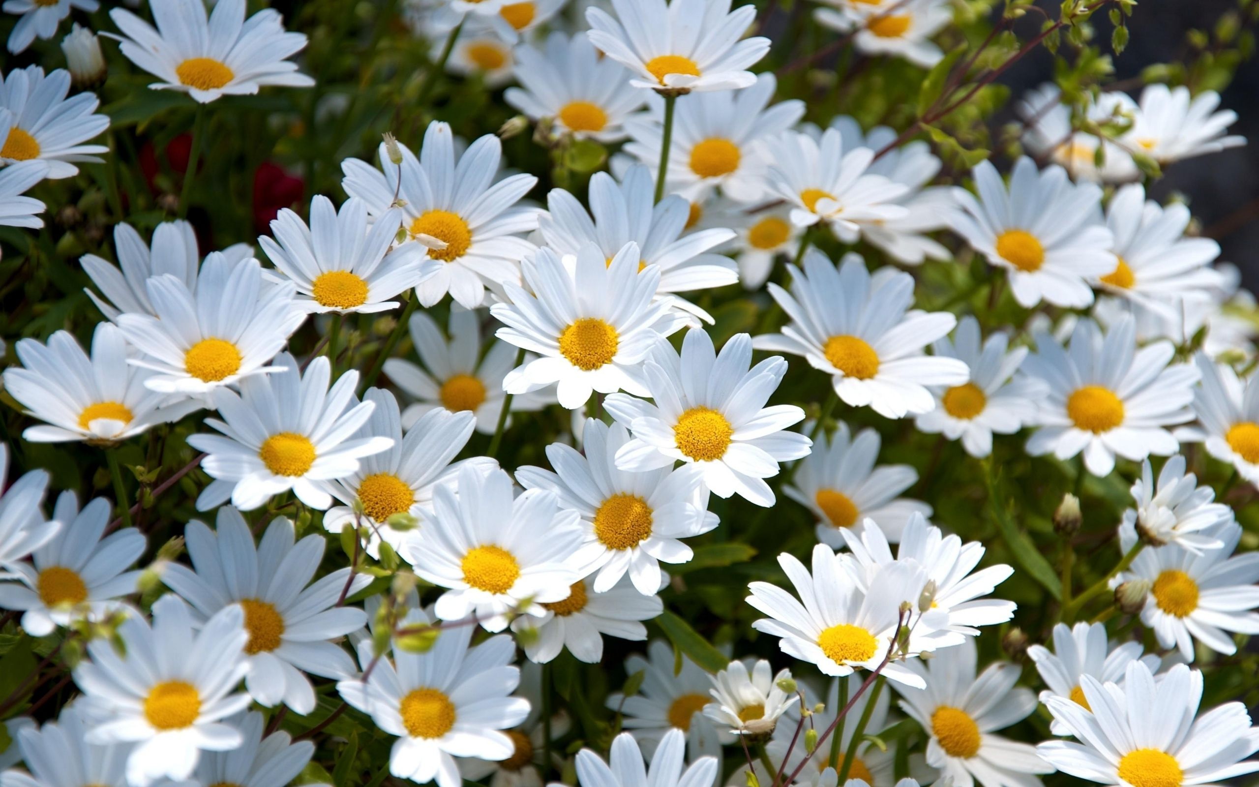 Best Daisies Backgrounds