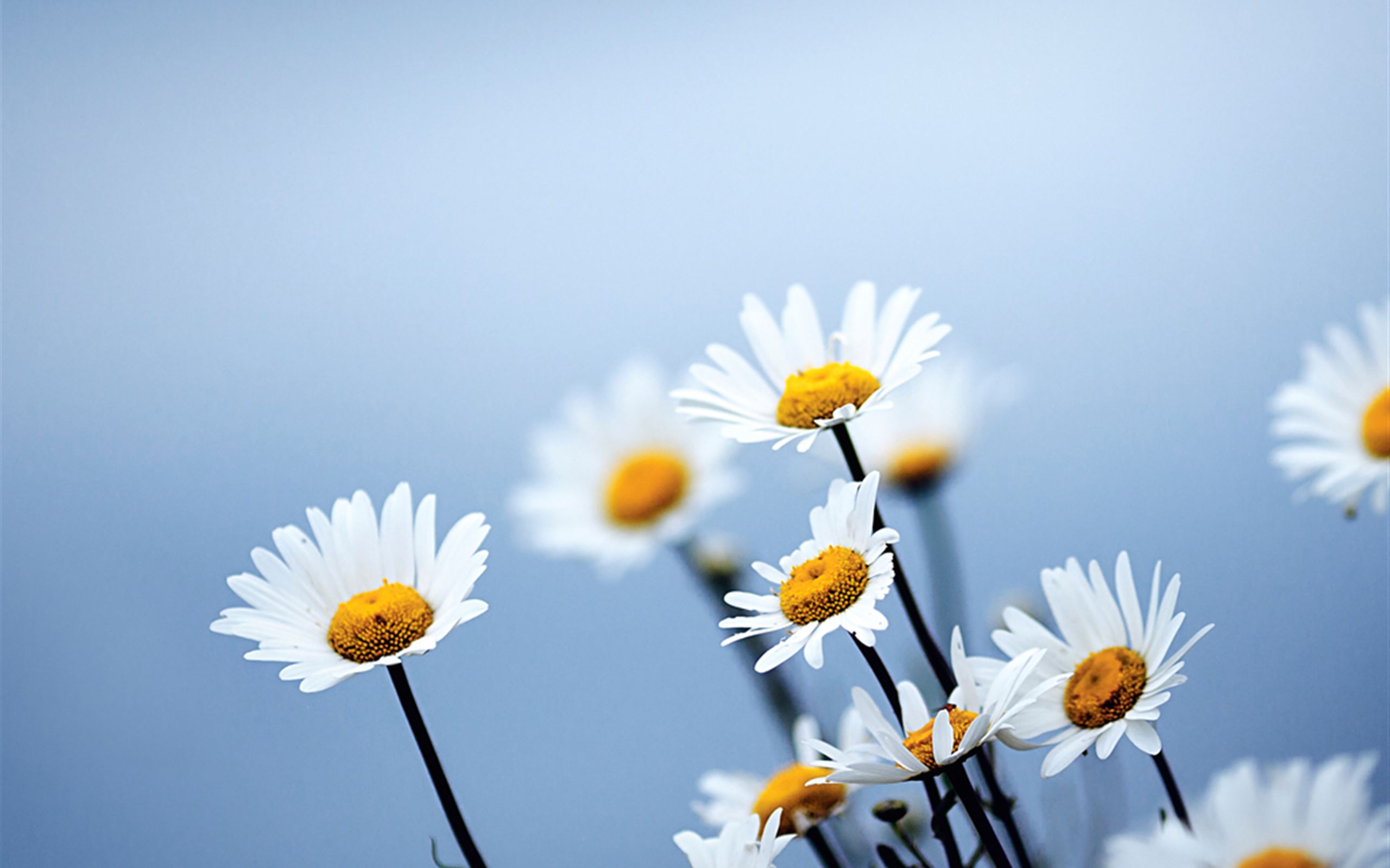 Best Daisies Backgrounds