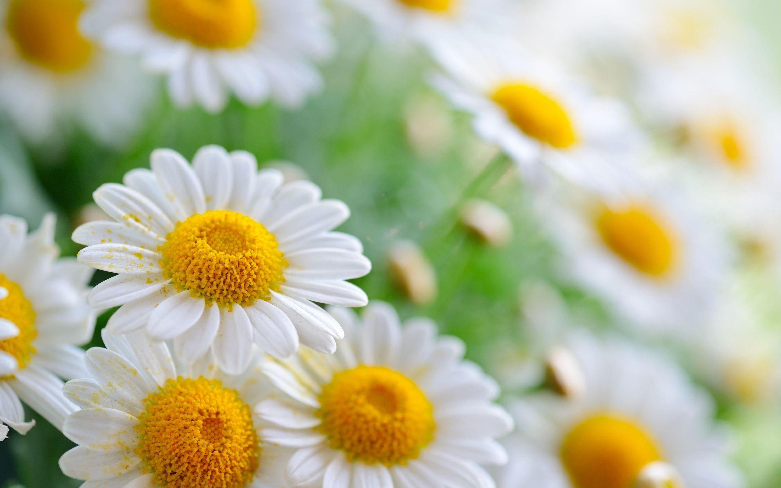 Best Daisies Backgrounds