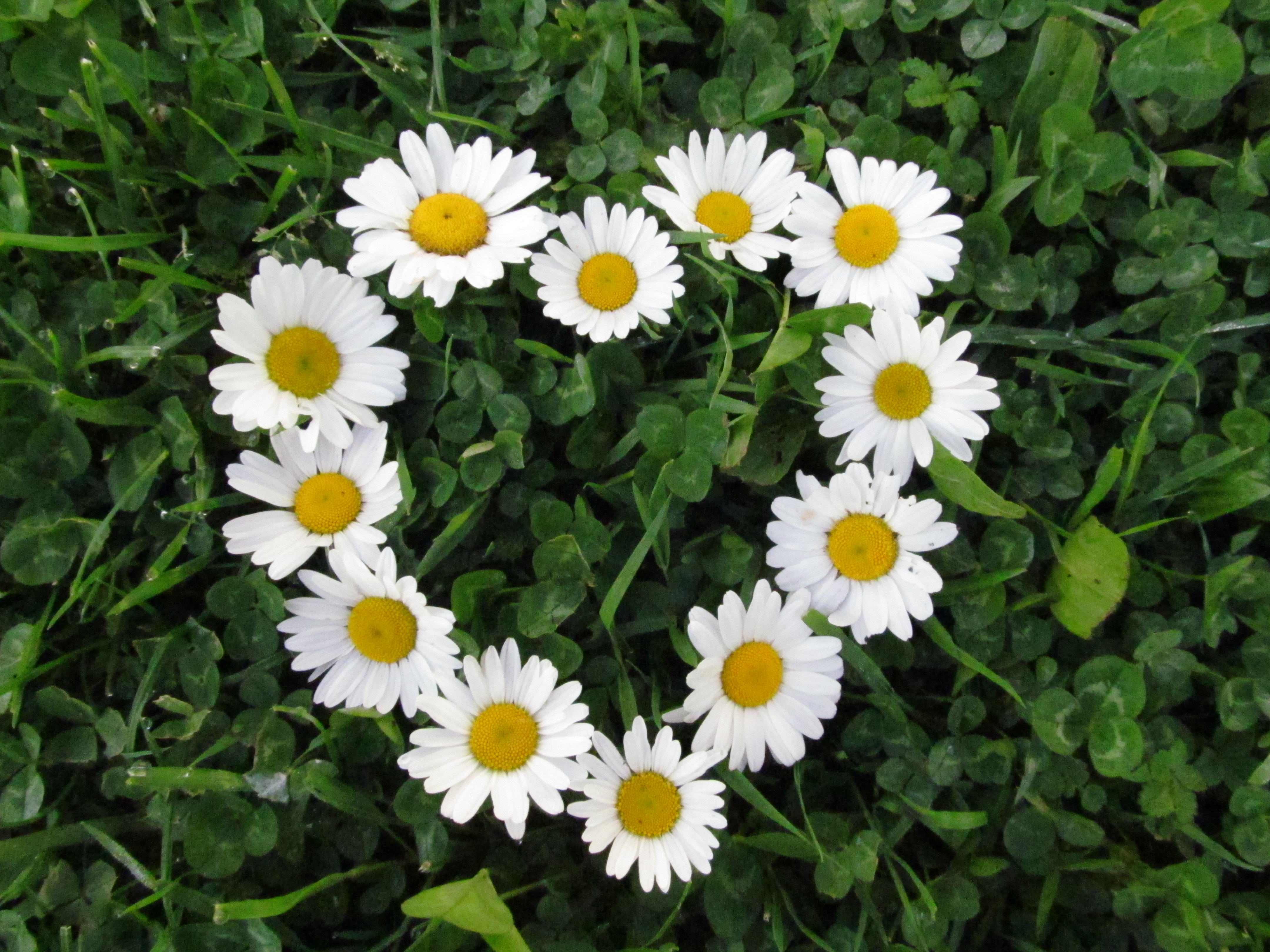 Best Daisies Backgrounds