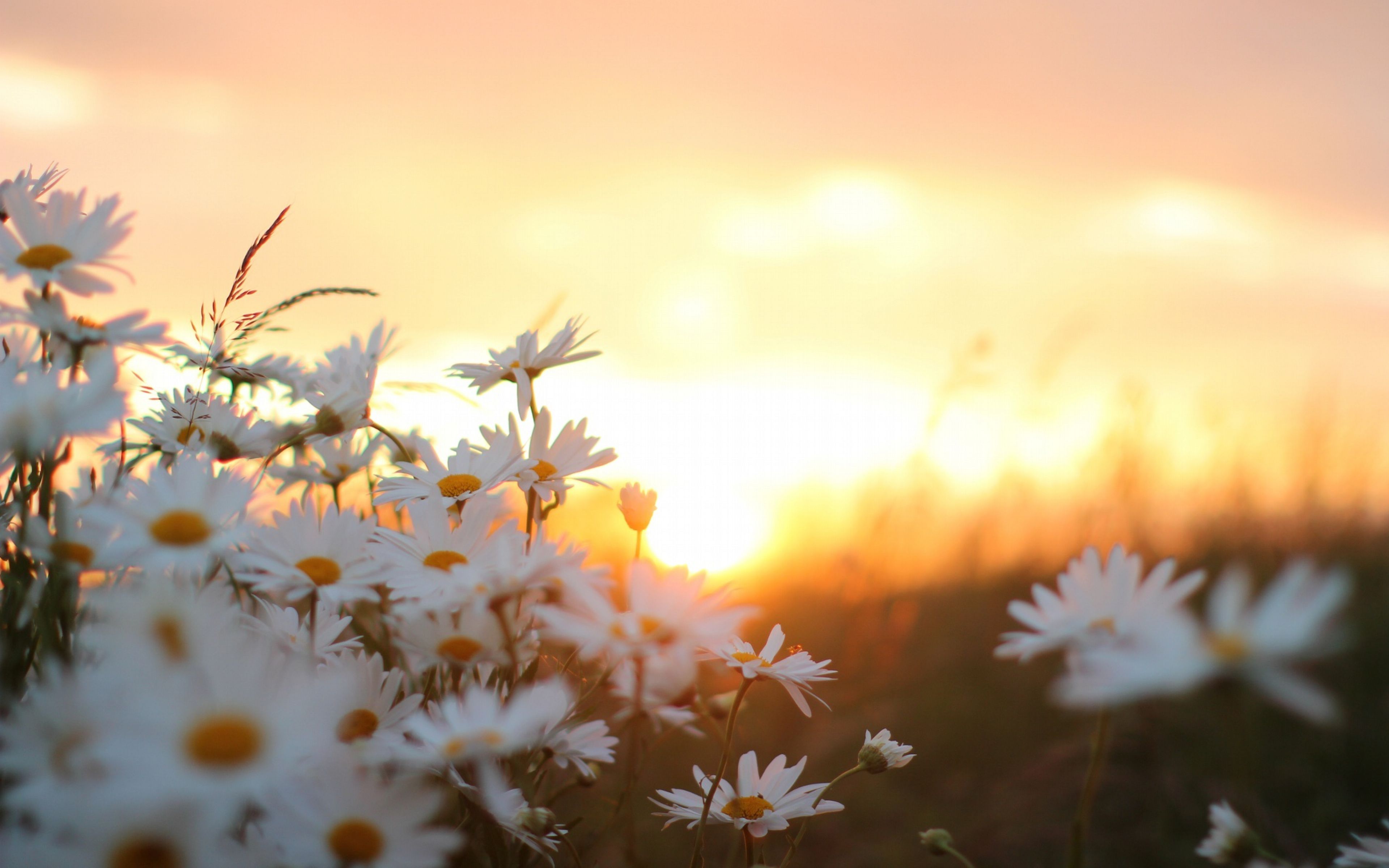 Best Daisies Backgrounds