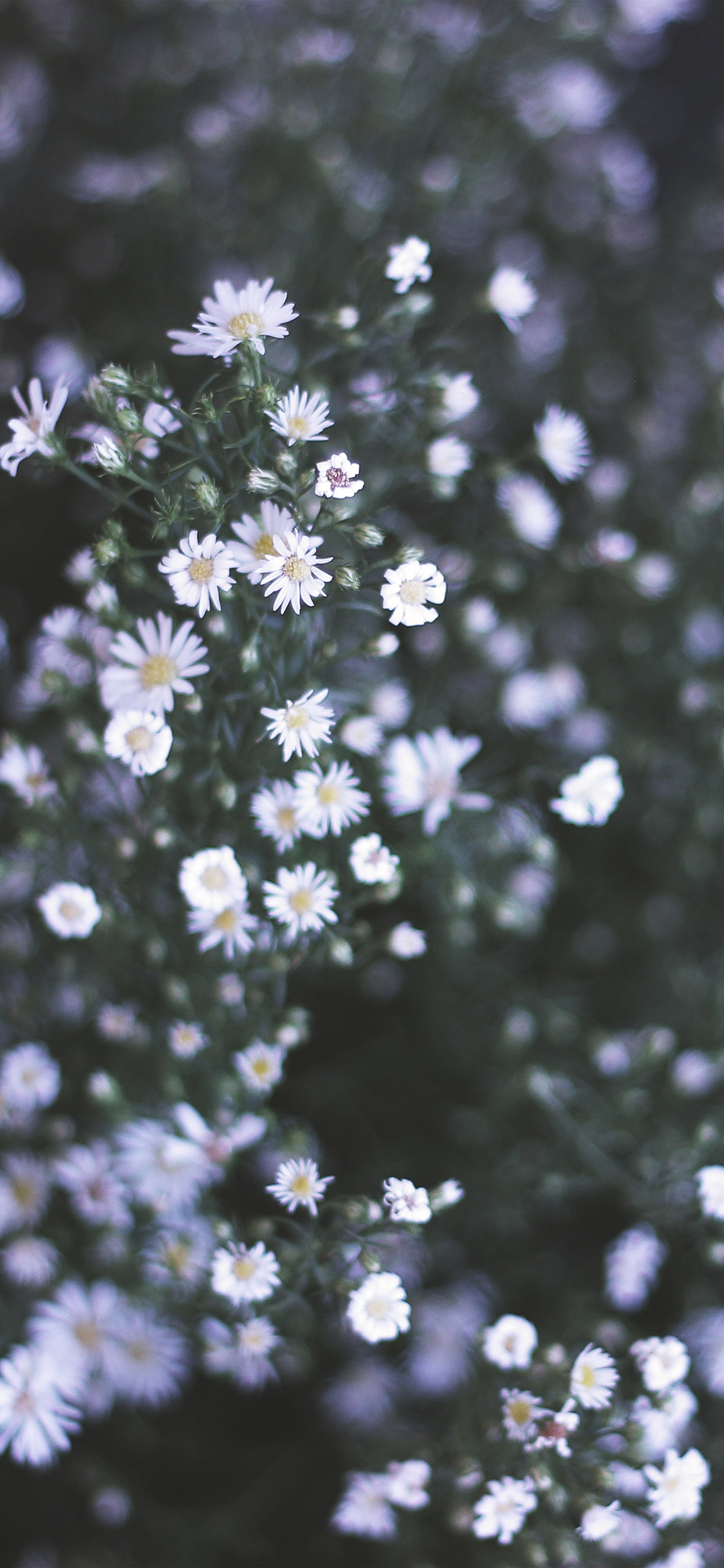 Best Daisies Backgrounds