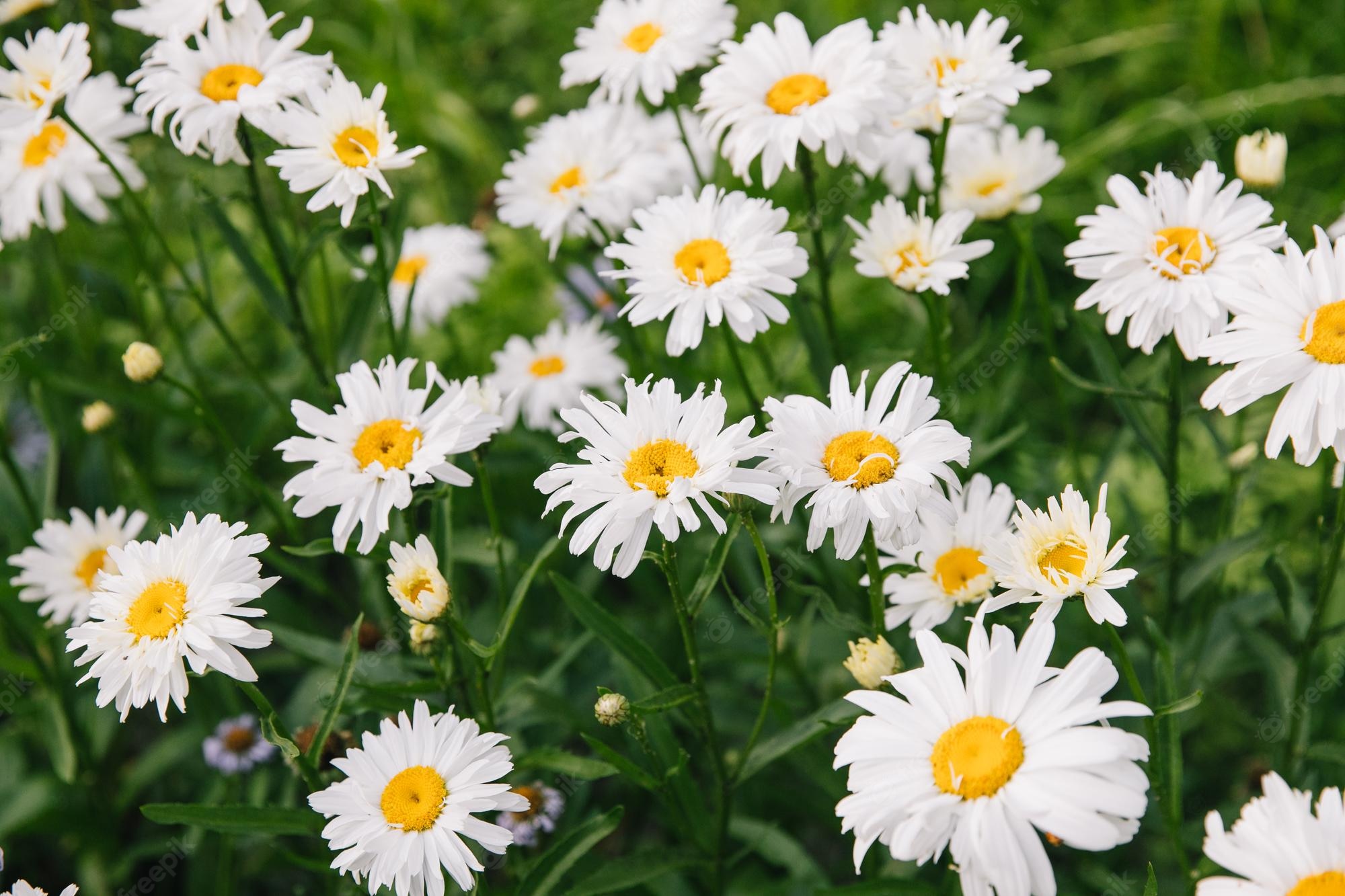 Best Daisies Backgrounds