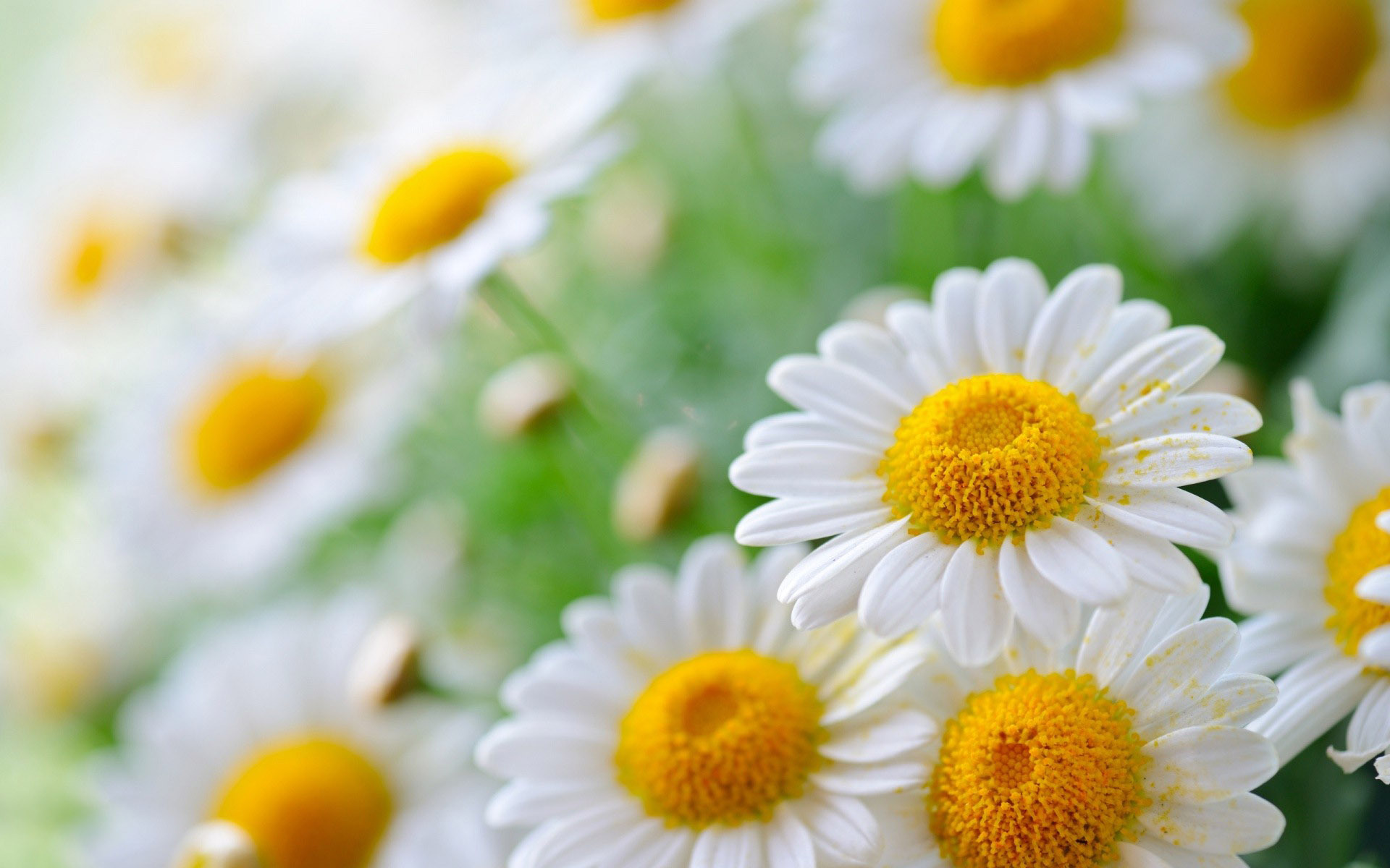 Best Daisies Backgrounds