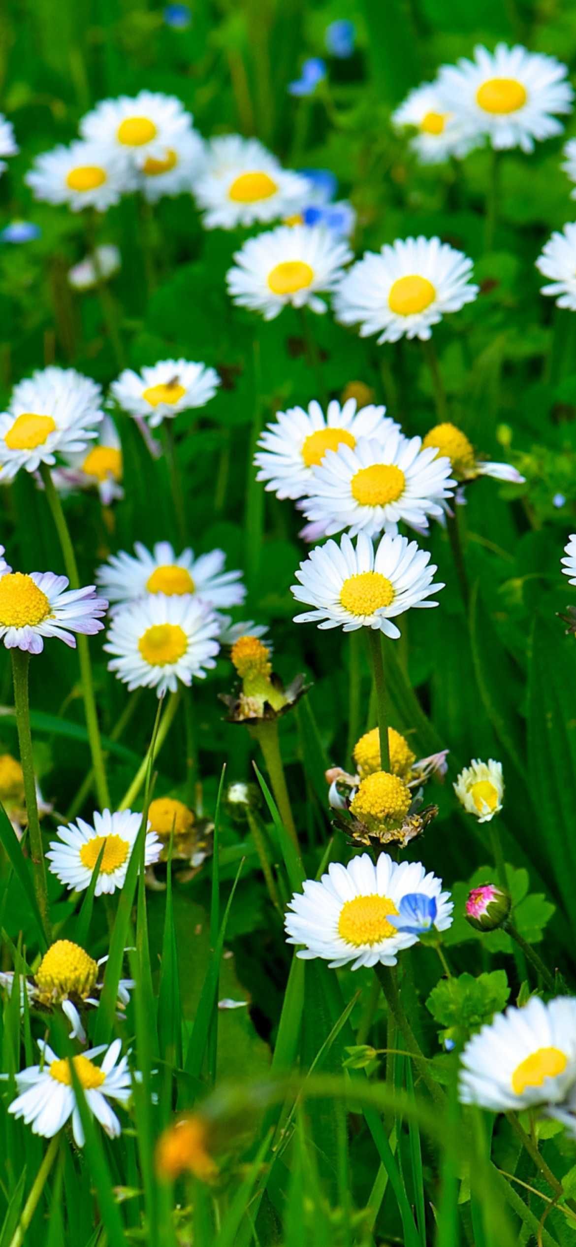 Best Daisies Backgrounds