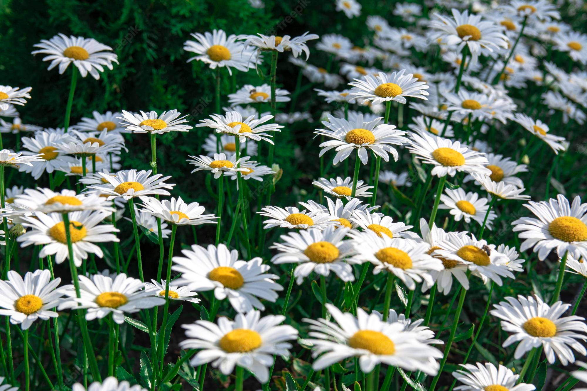 Best Daisies Backgrounds