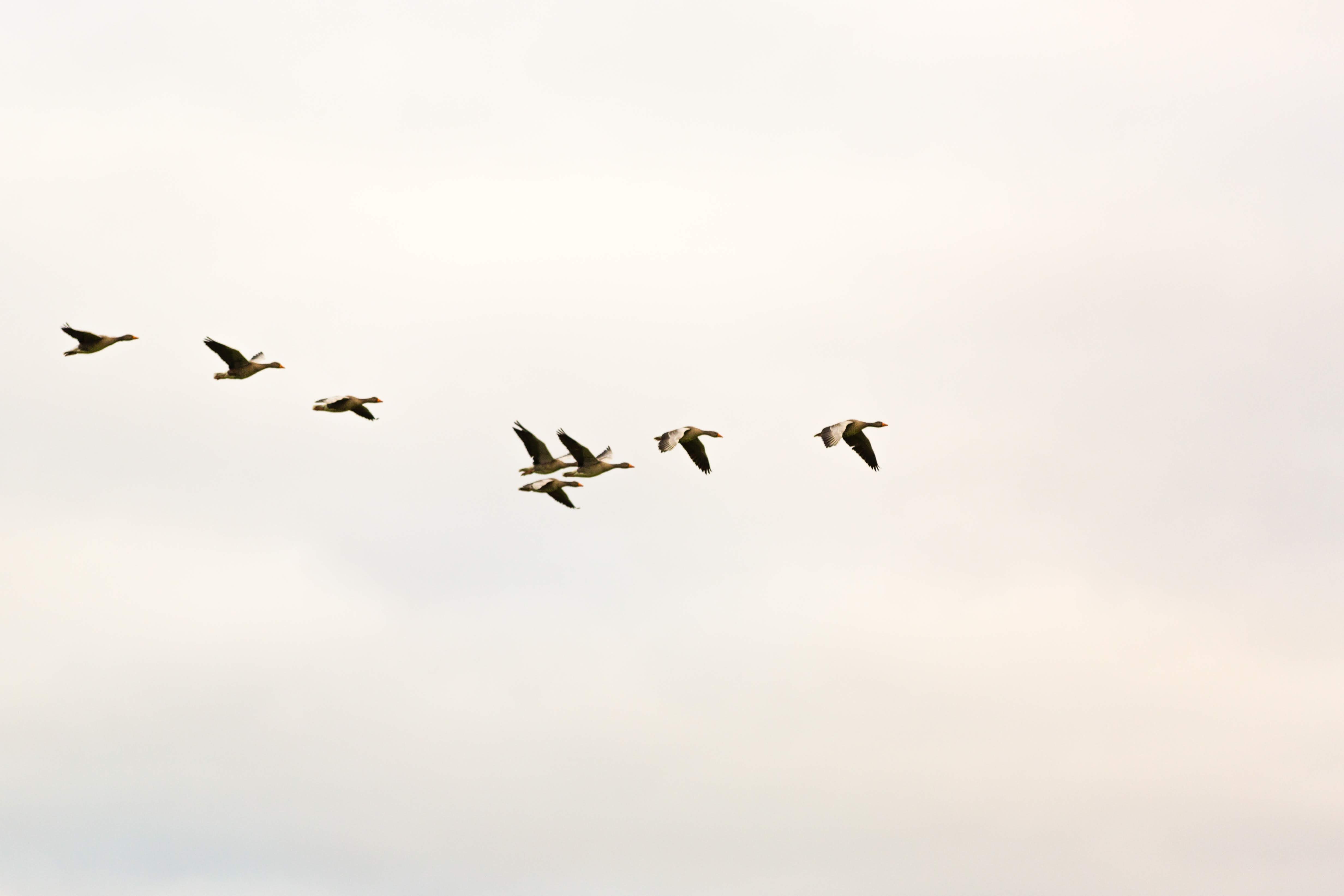 Bird Background