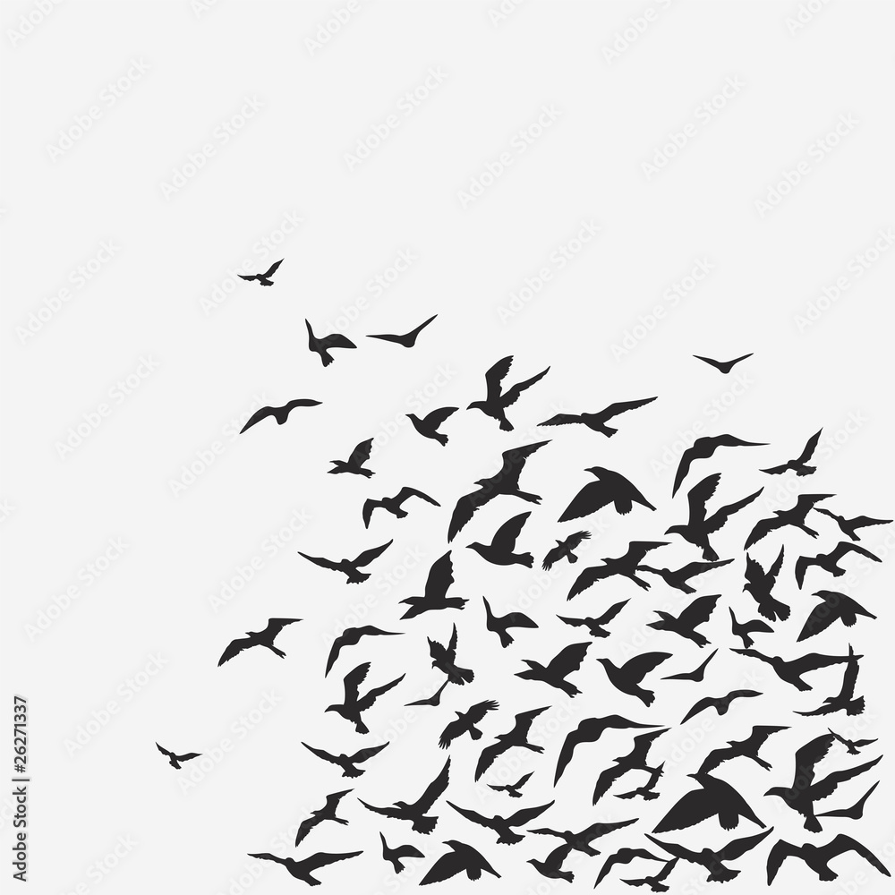 Bird Background