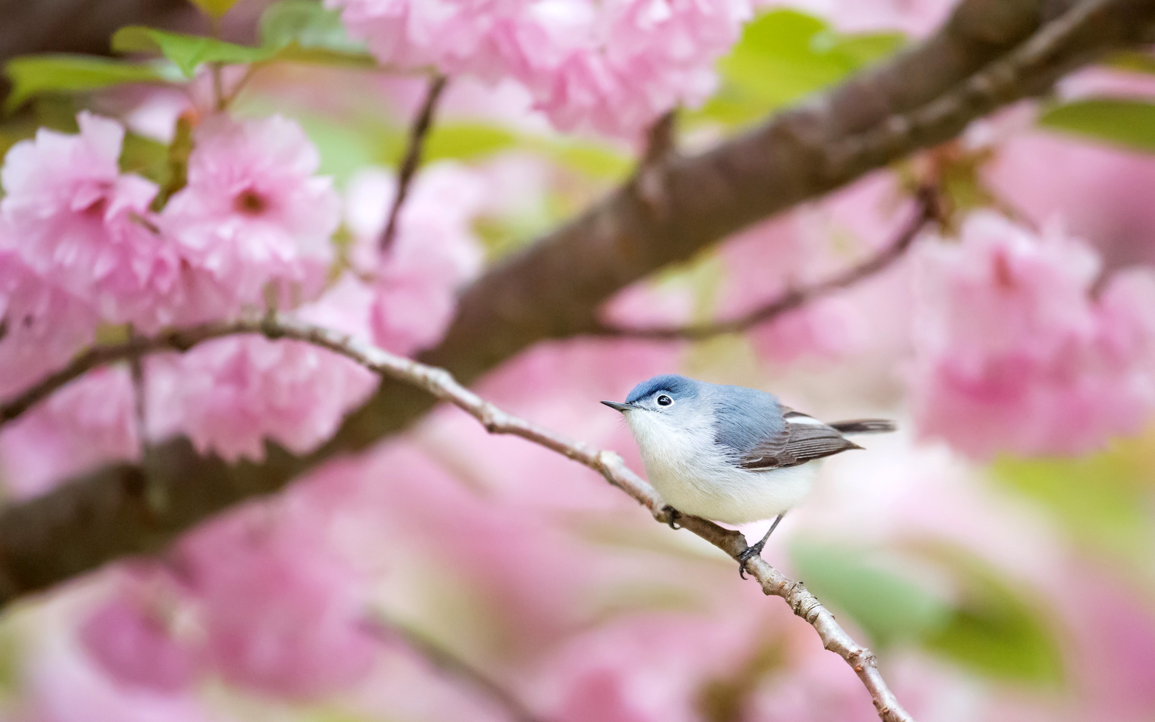 Bird Desktop Background