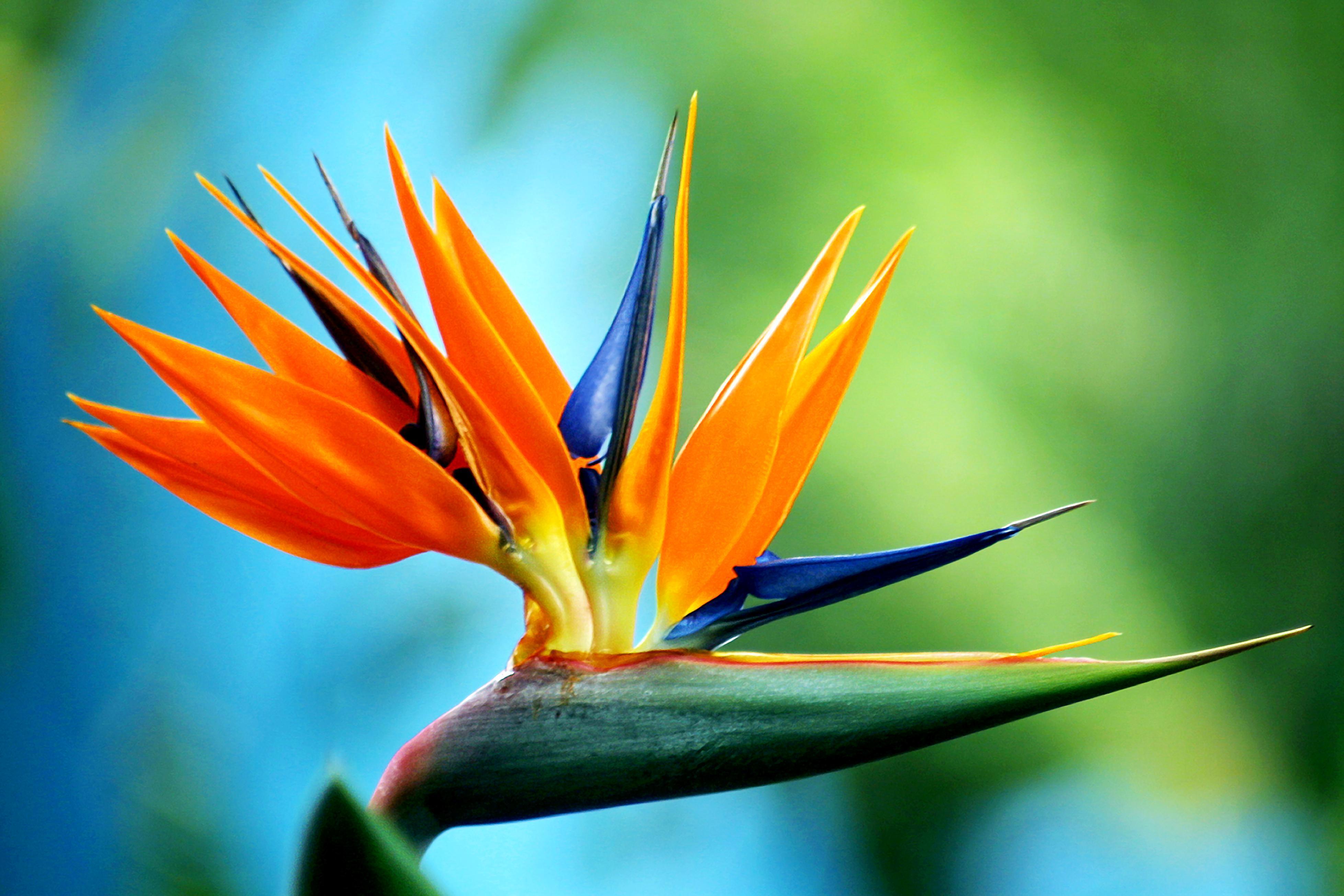 Birds Of Paradise Background