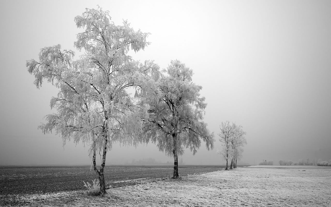 Black And White Nature Backgrounds