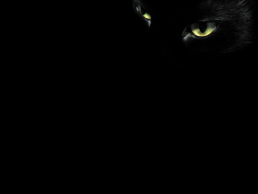 Black Cat Desktop Background