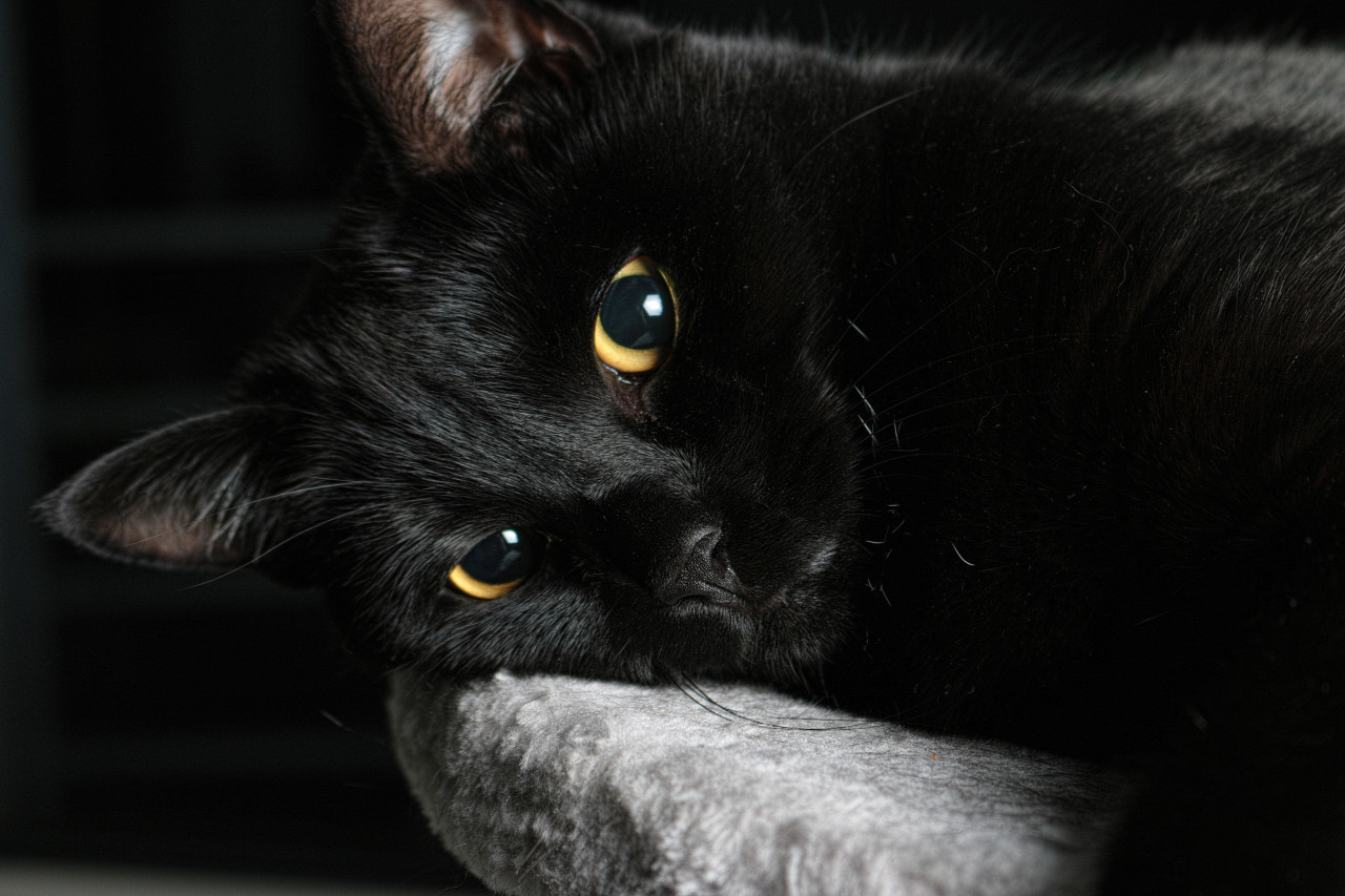 Black Cat Desktop Background