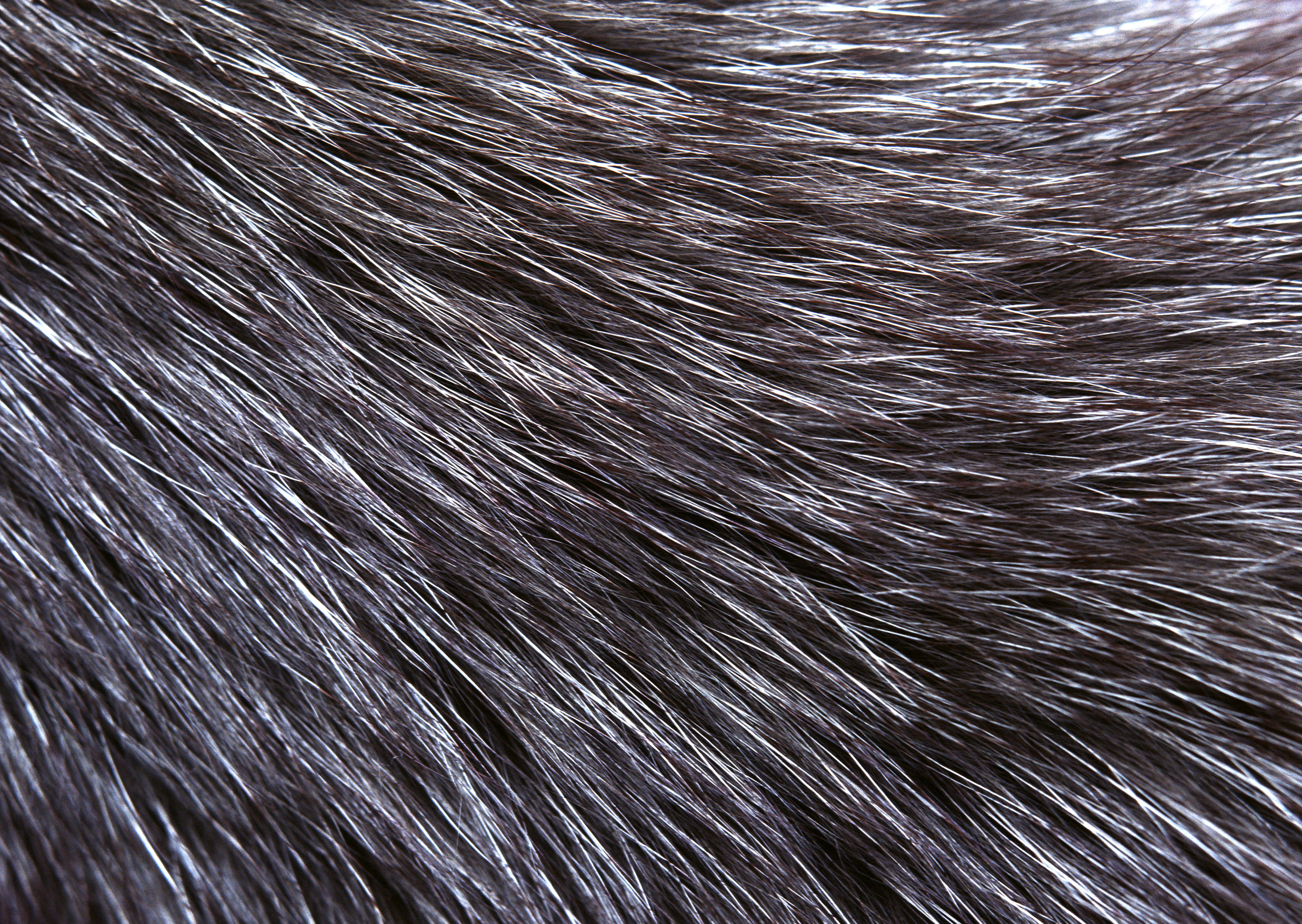 Black Fur Background