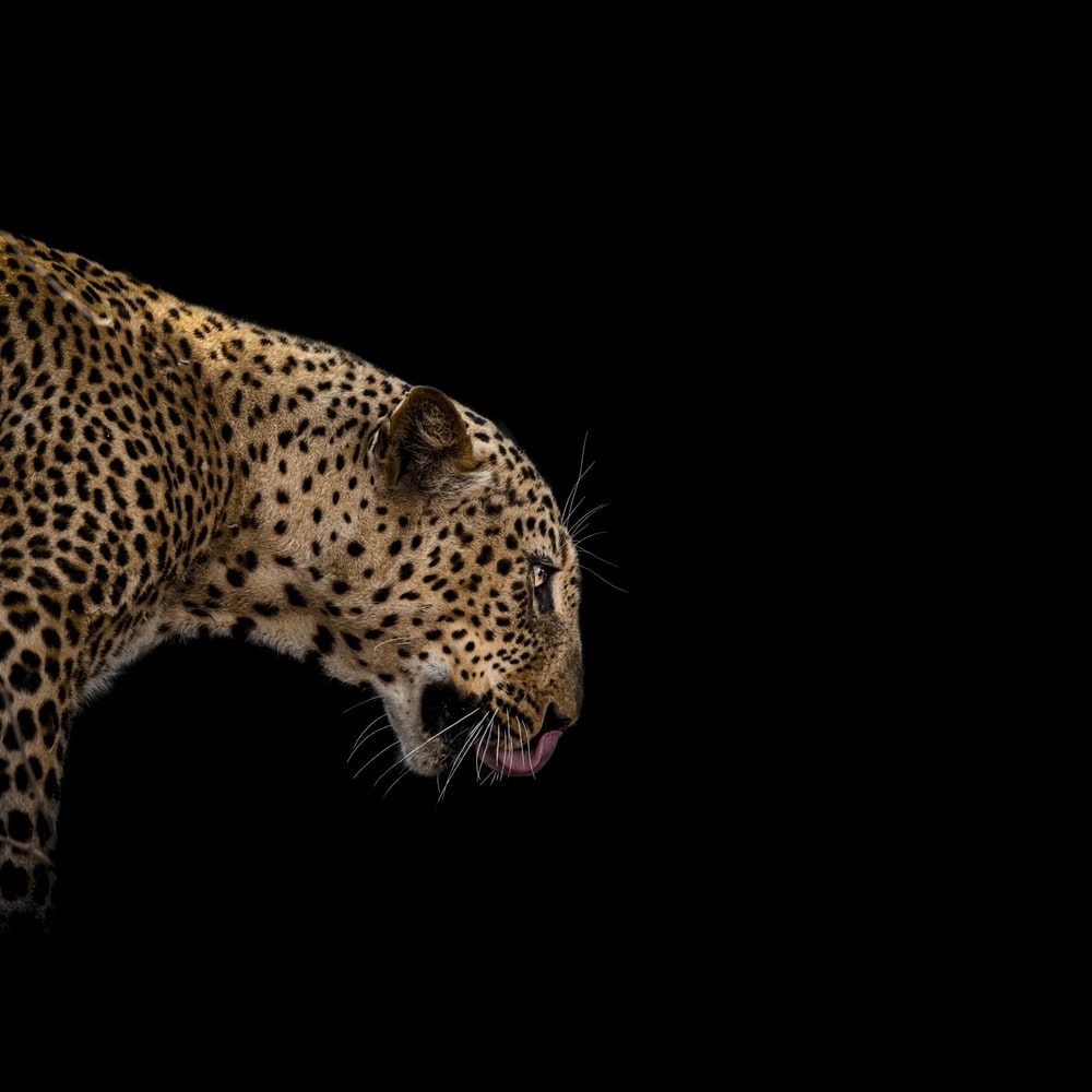 Black Leopard Background