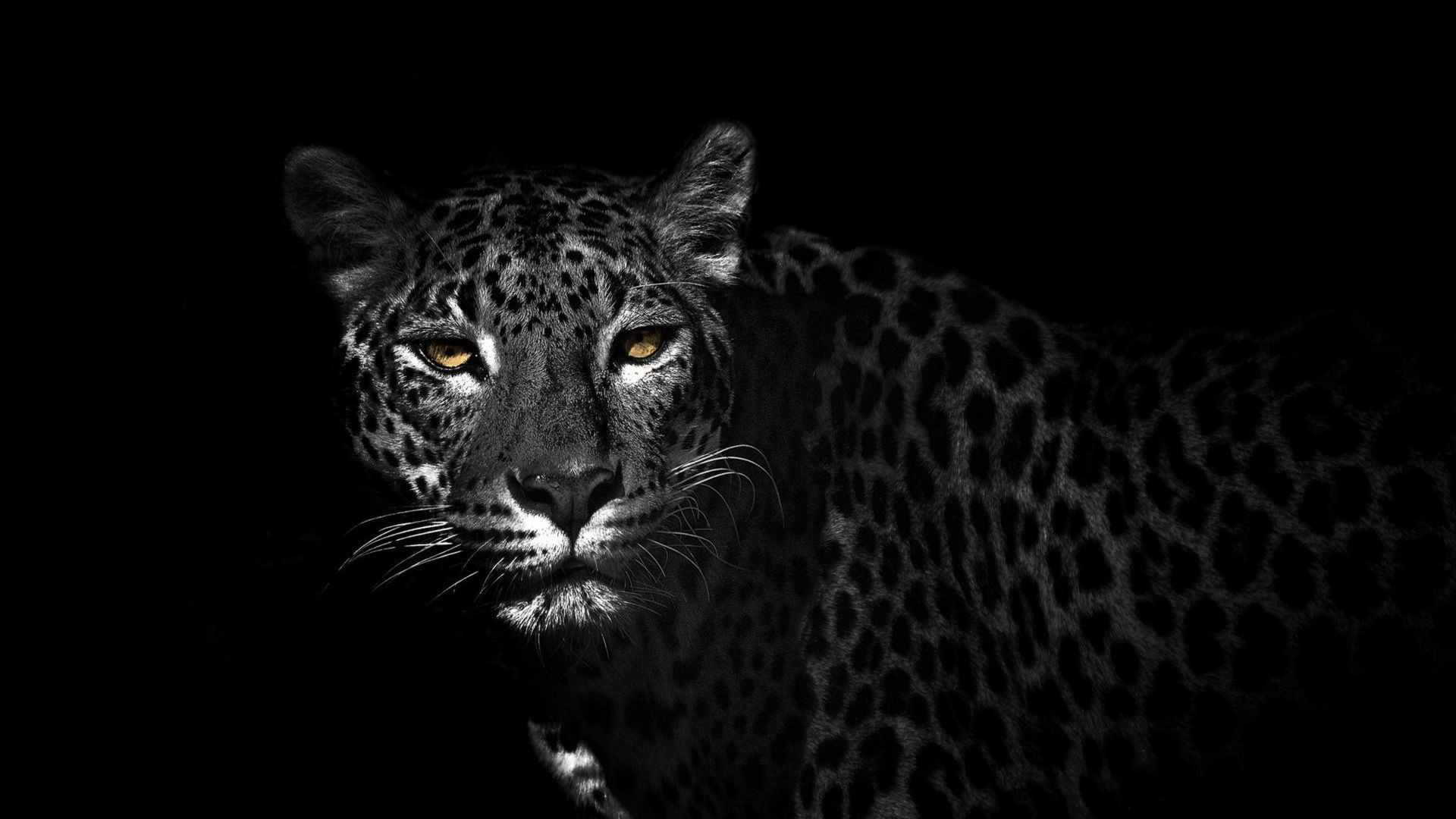 Black Leopard Background