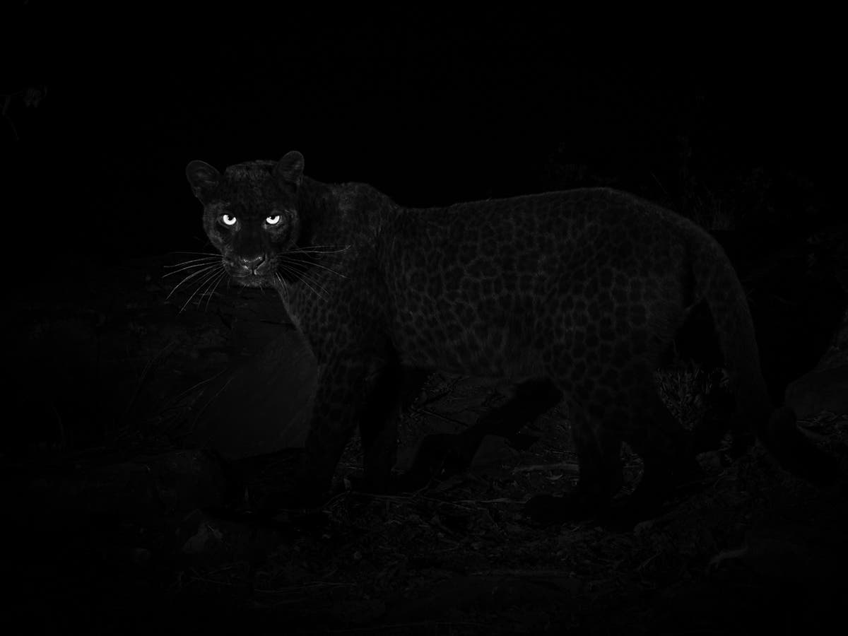 Black Leopard Background