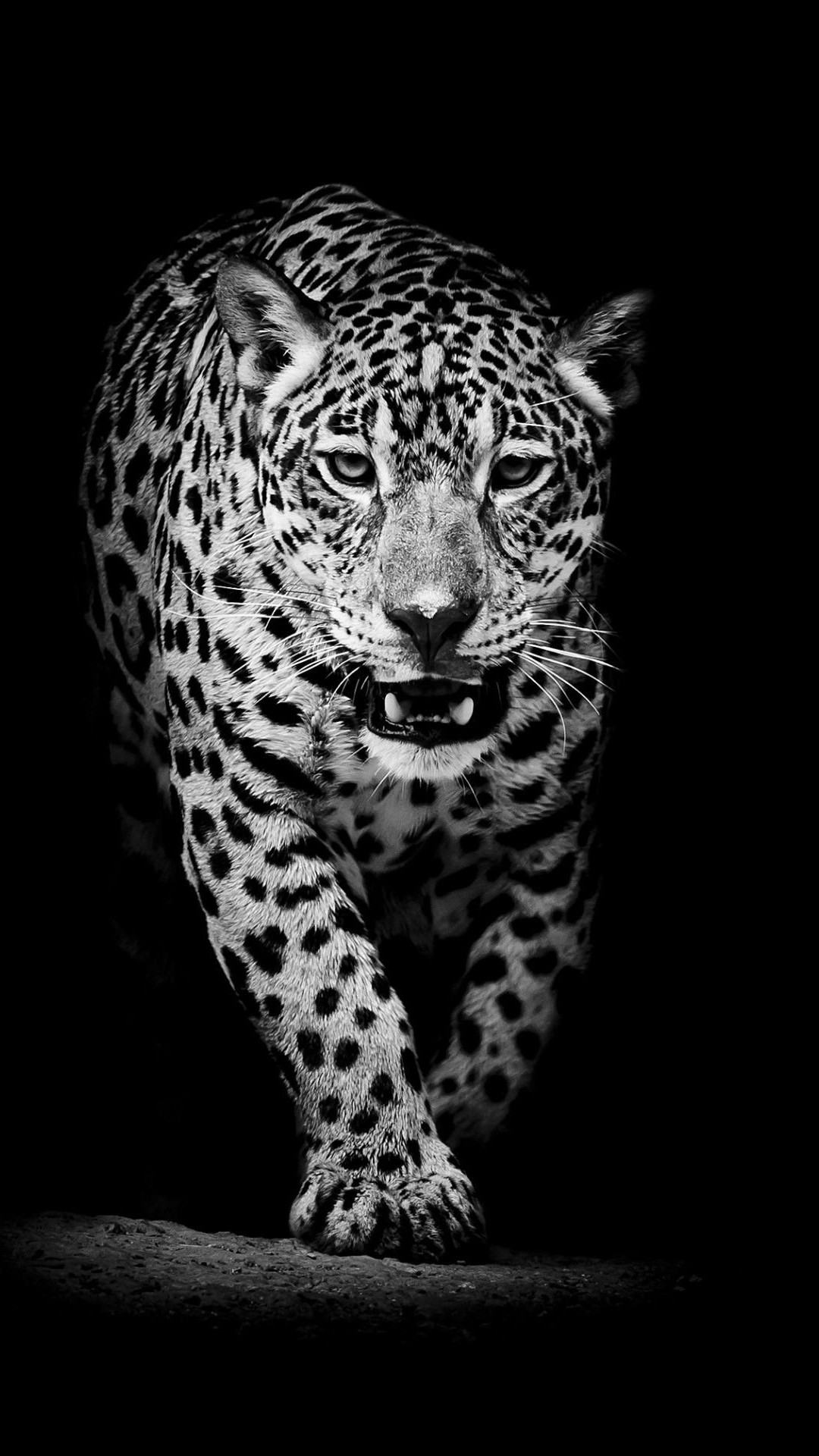 Black Leopard Background