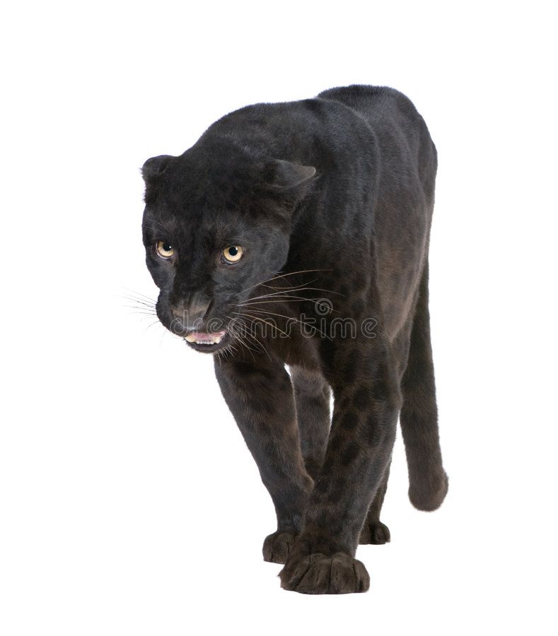 Black Panther White Background