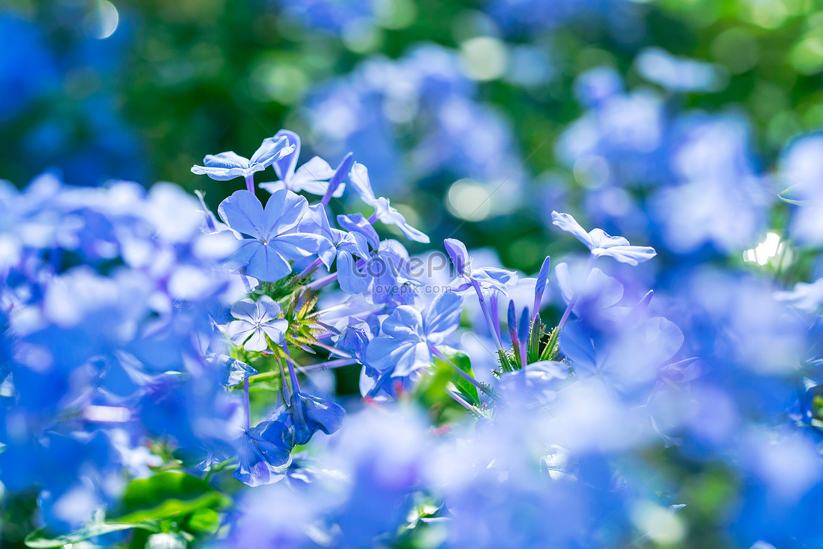 Blue And Purple Flowers Background