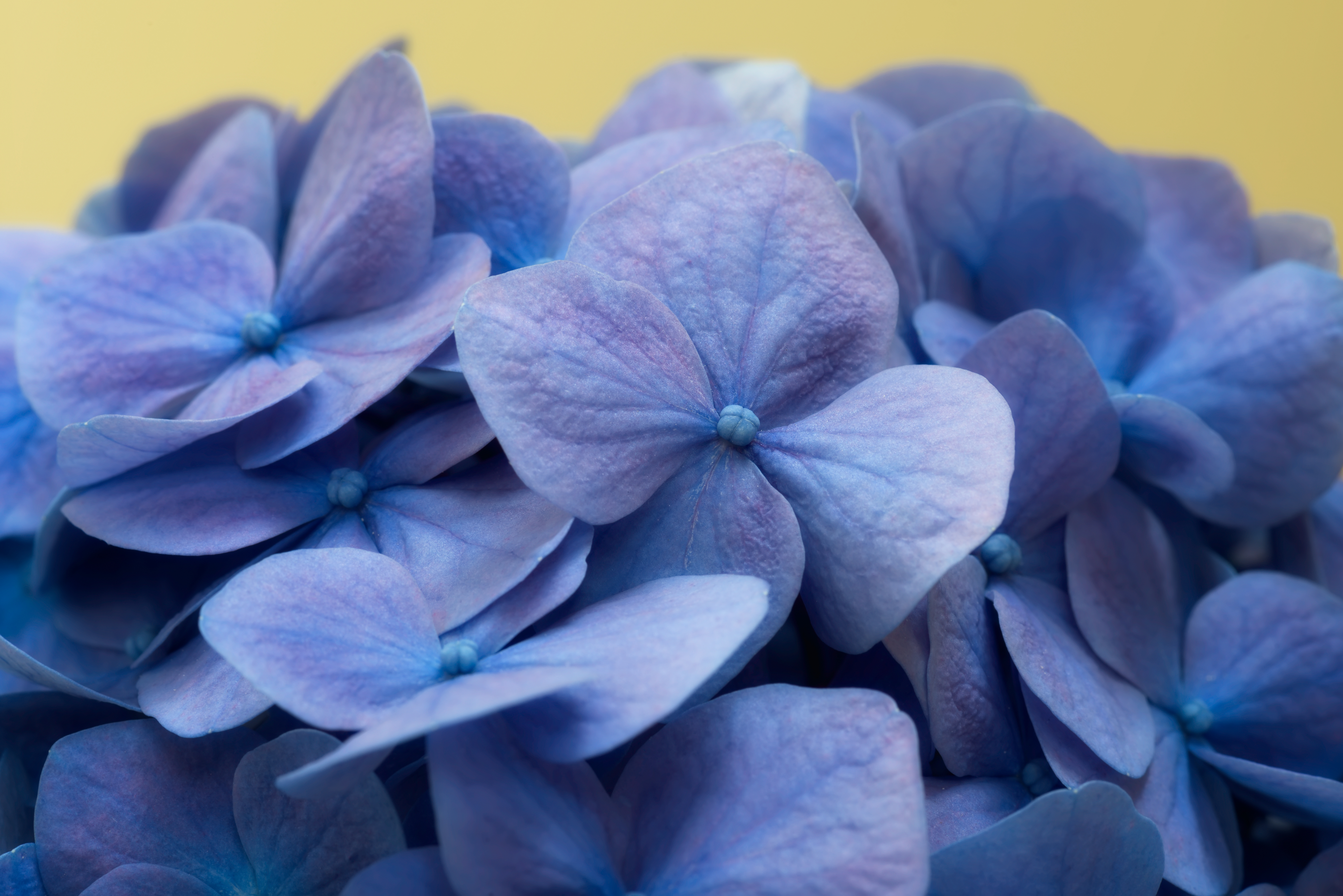 Blue And Purple Flowers Background