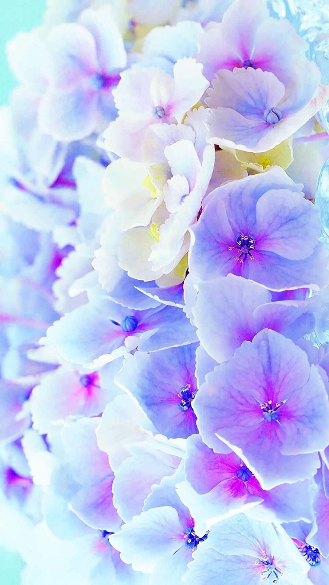 Blue And Purple Flowers Background