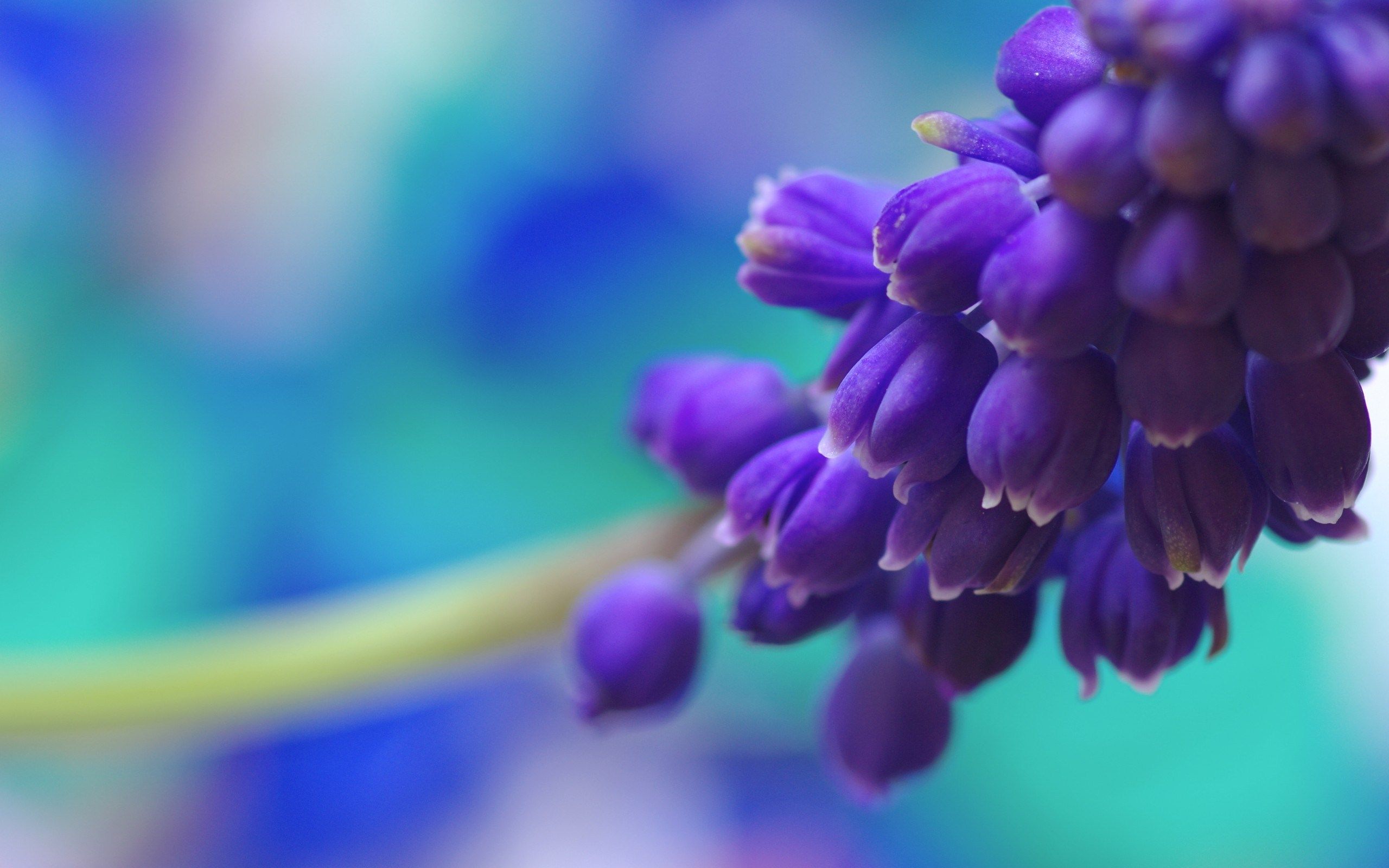 Blue And Purple Flowers Background