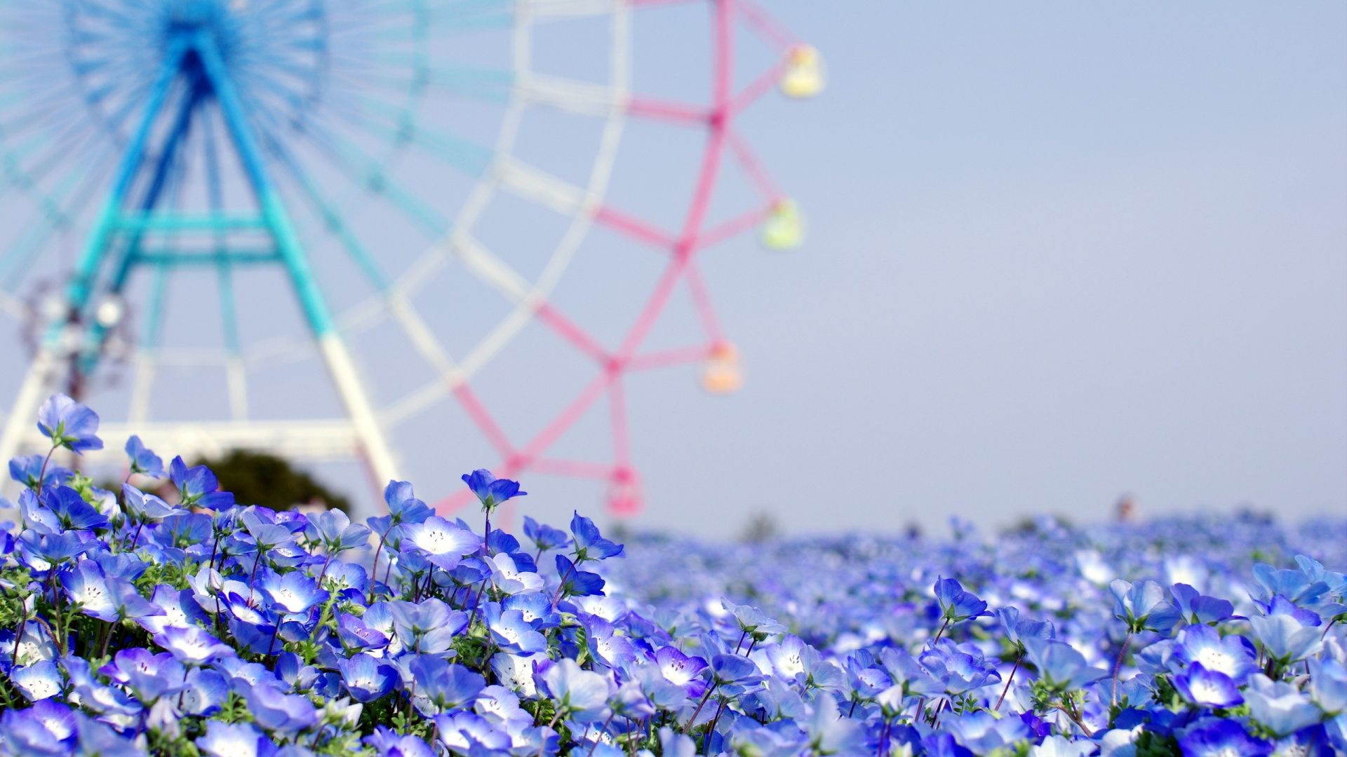 Blue Flower Background Tumblr