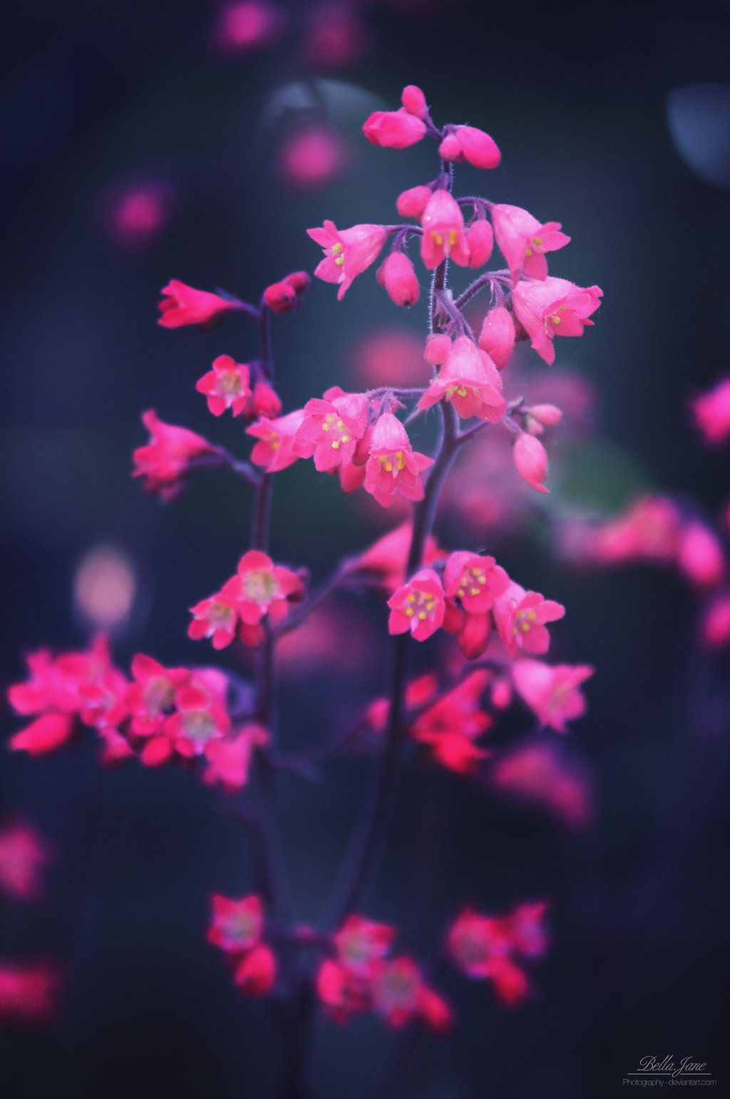 Blurred Flower Background