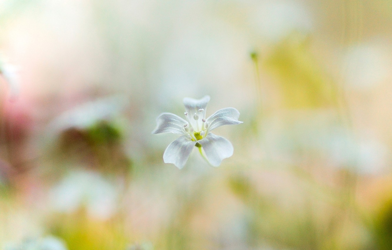 Blurred Flower Background