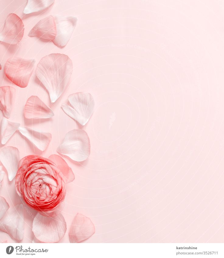 Blush Pink Background