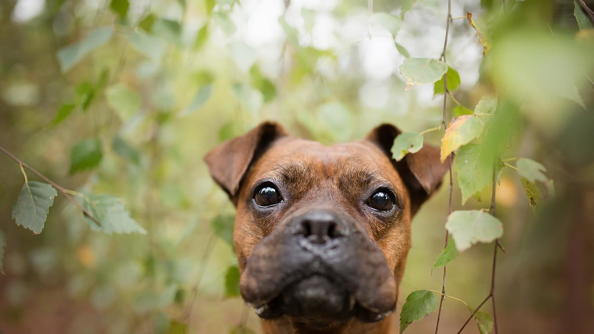 Boxer Backgrounds