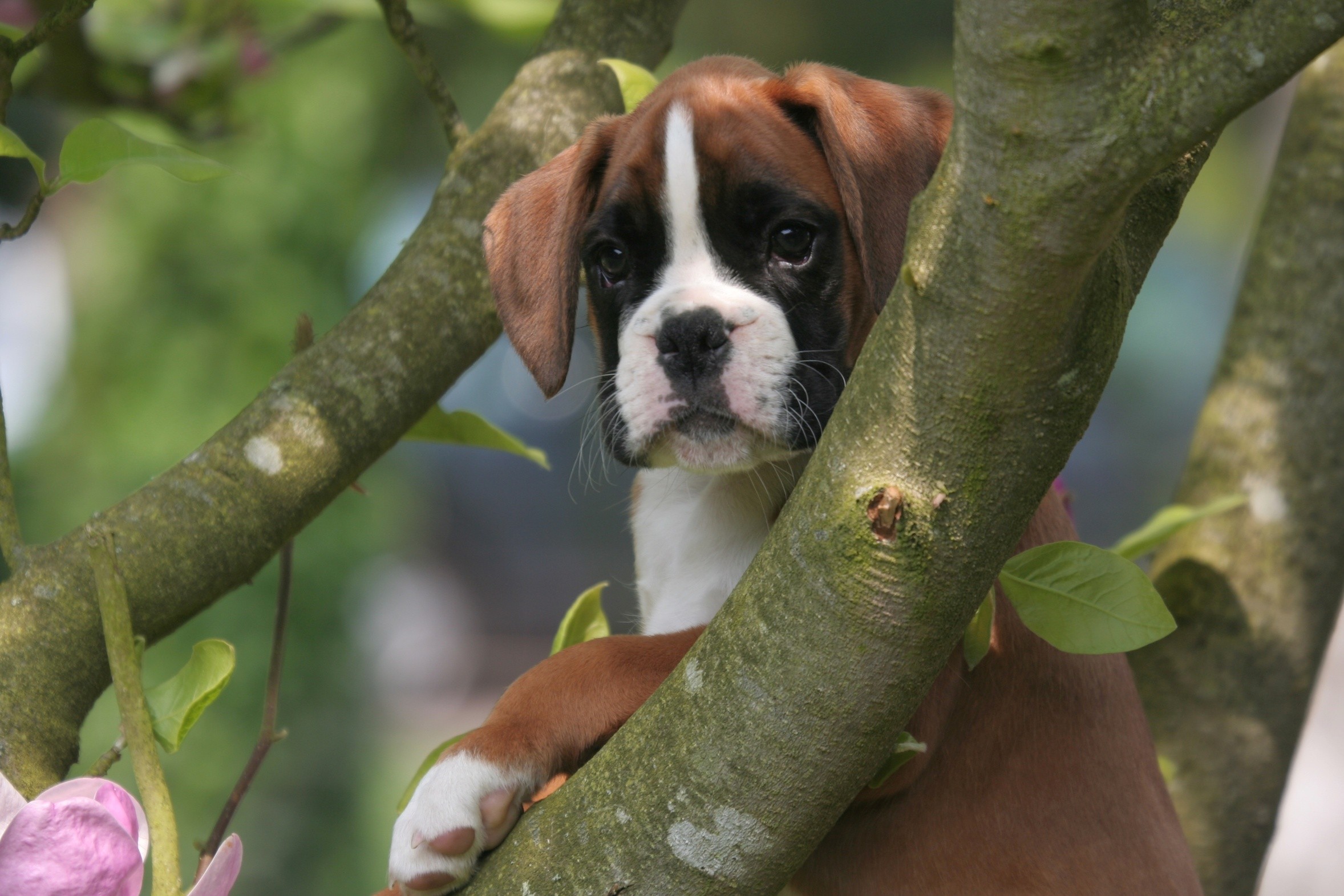 Boxer Backgrounds