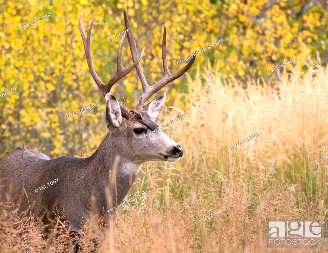 Buck Background