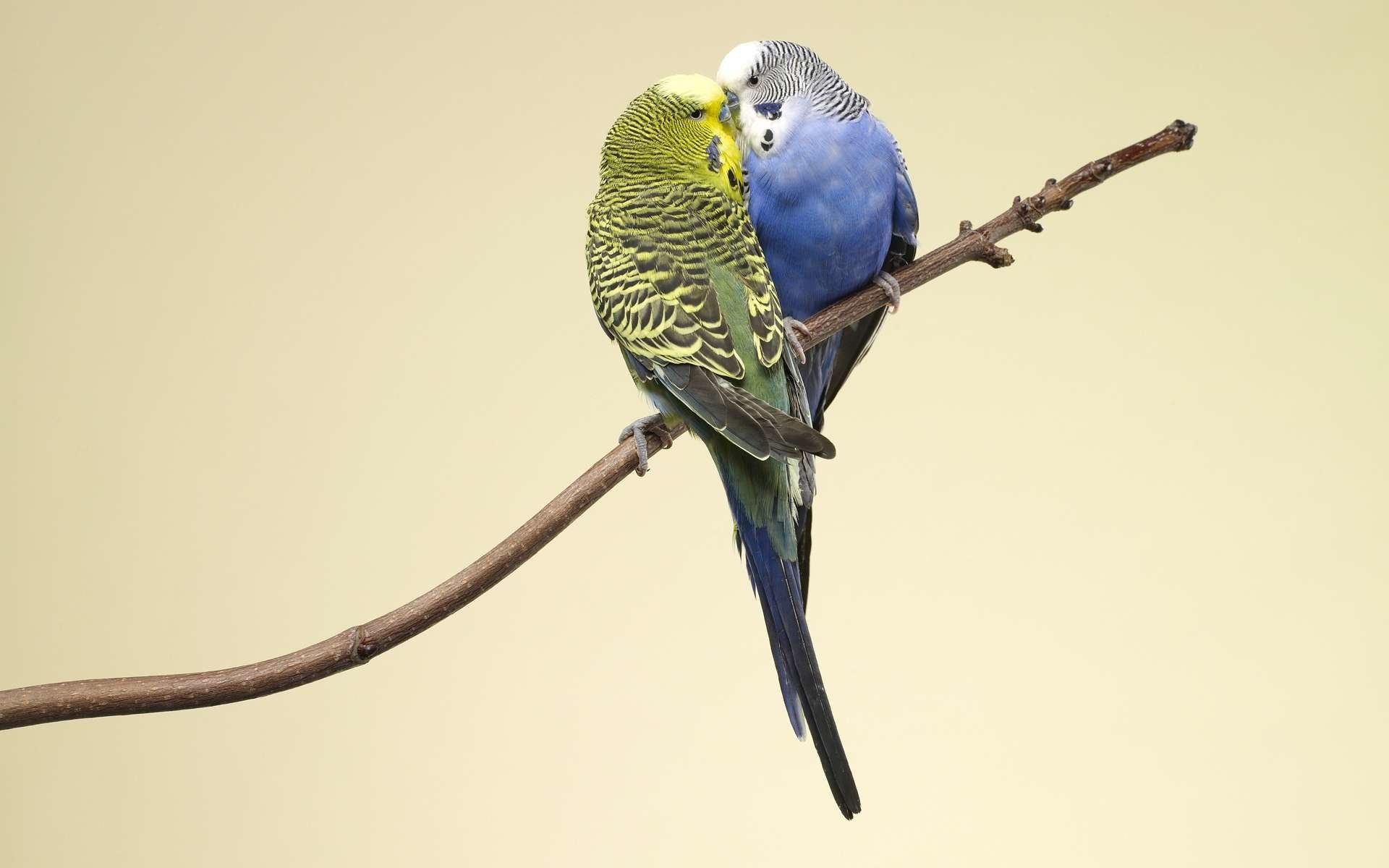 Budgie Background