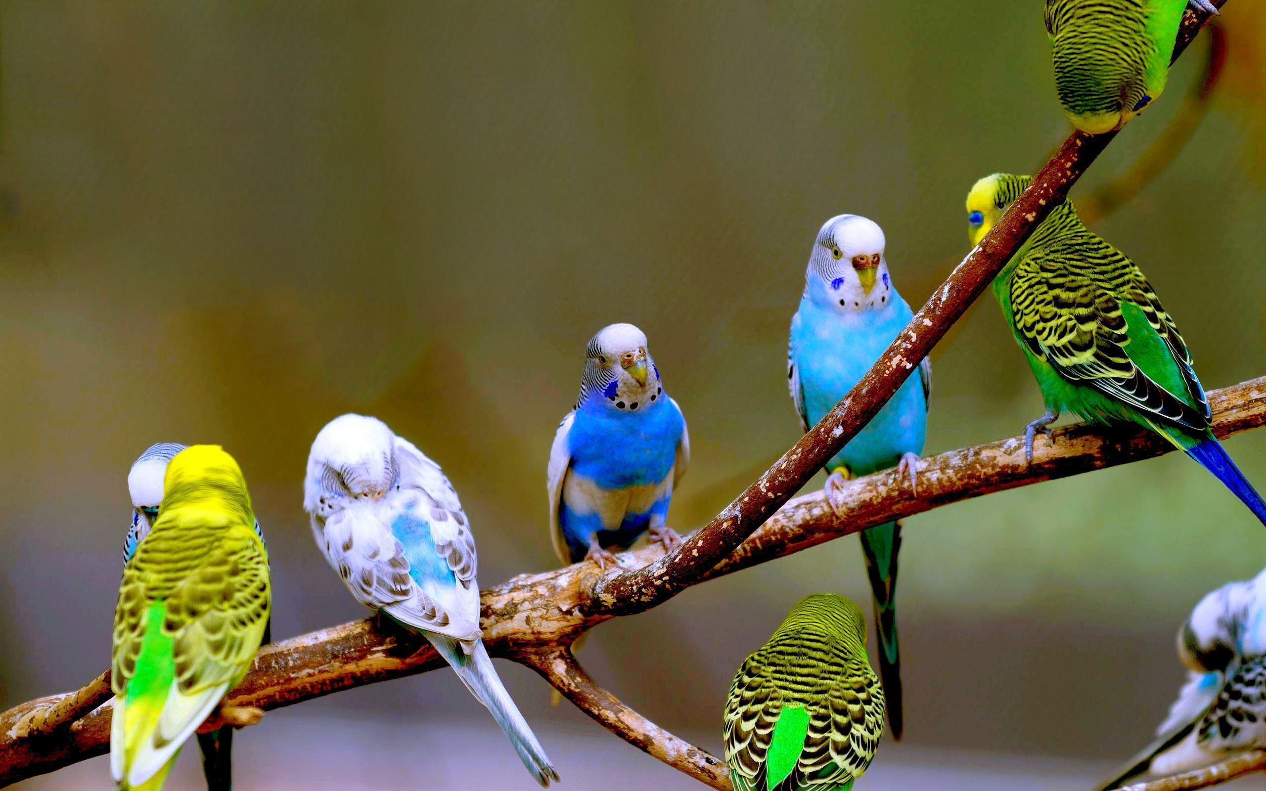 Budgie Background