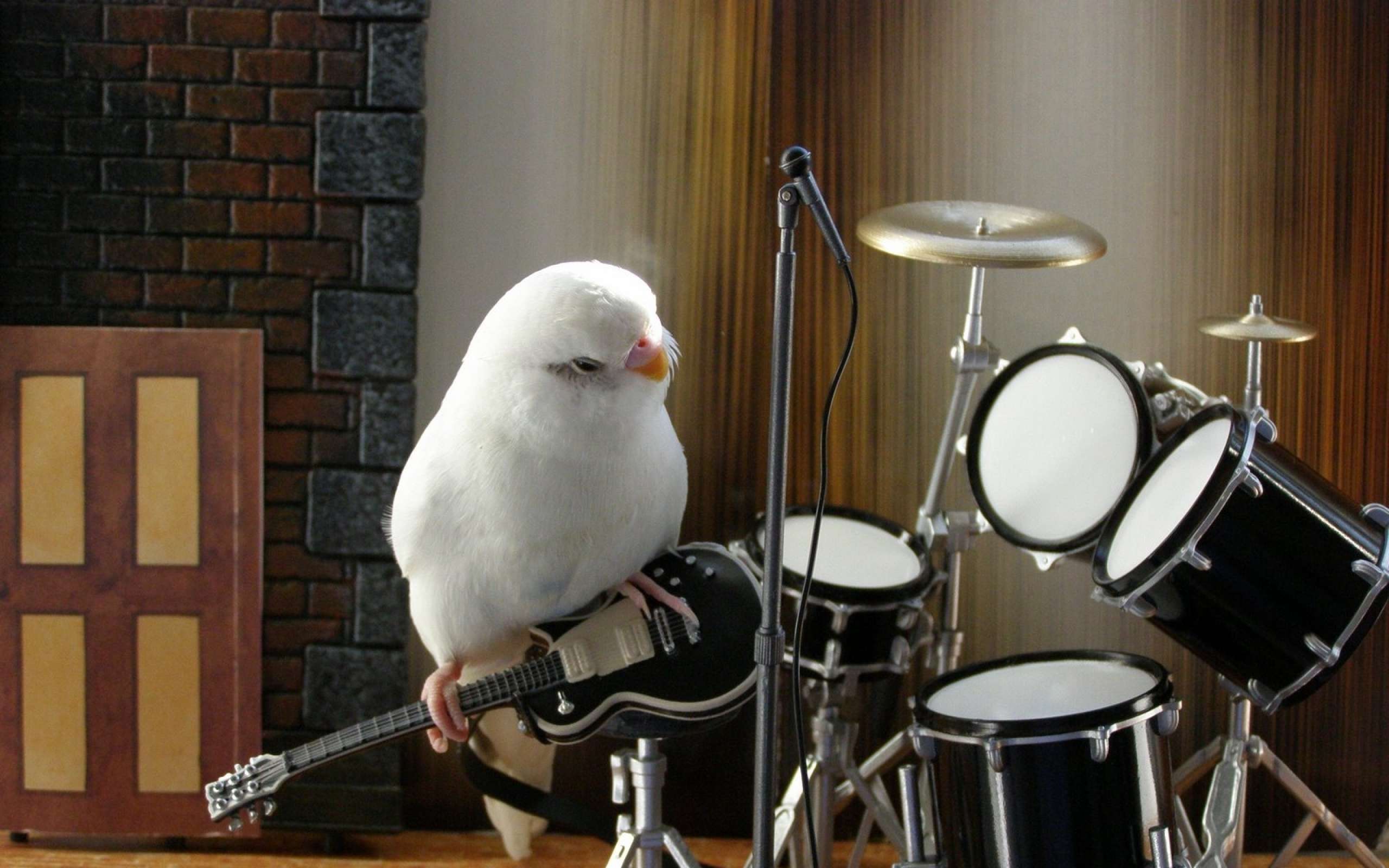 Budgie Background