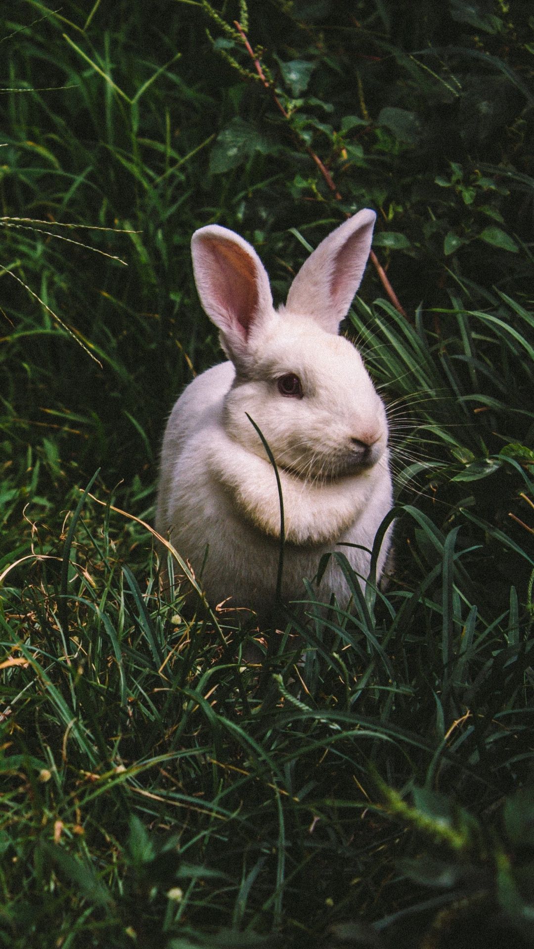 Bunny Backgrounds