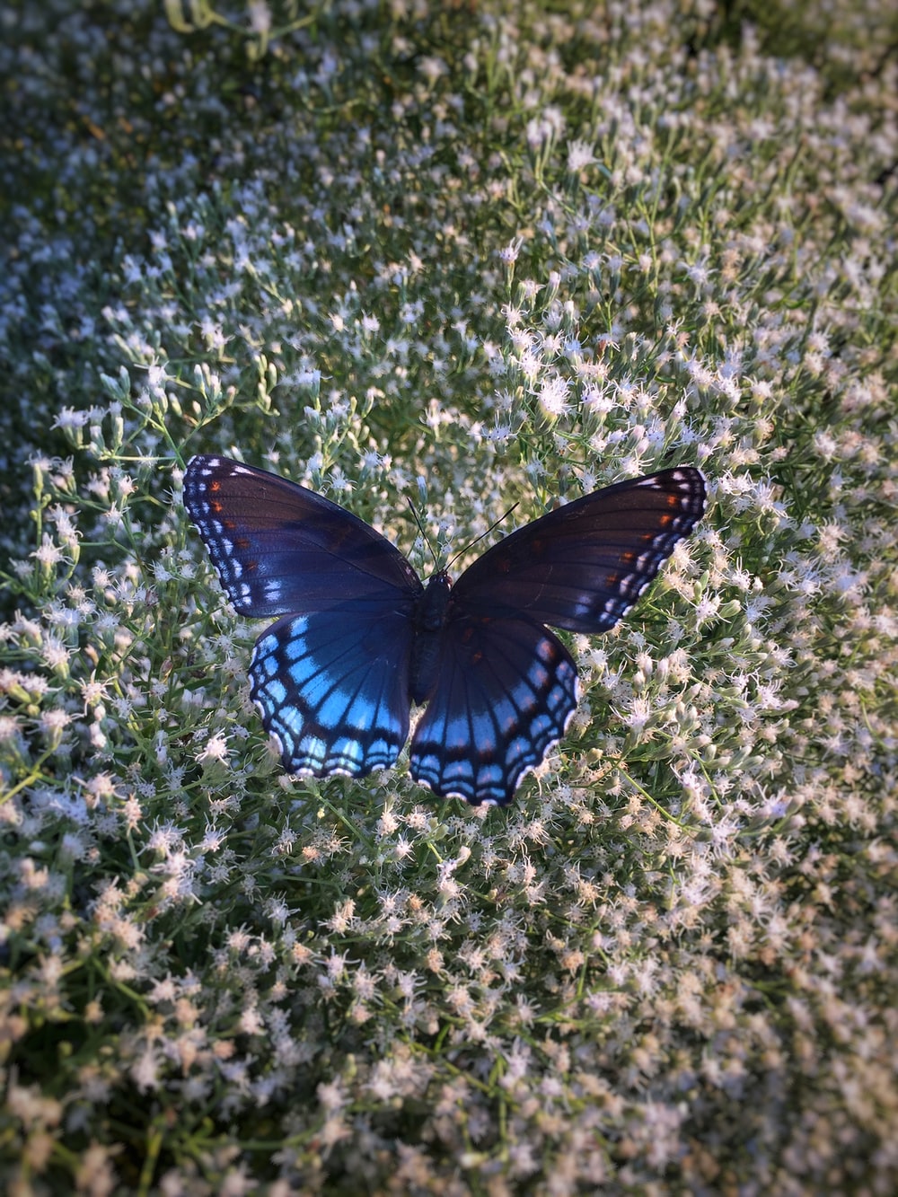 Butterfly Background