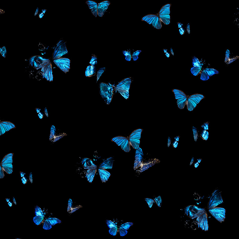 Butterfly Background