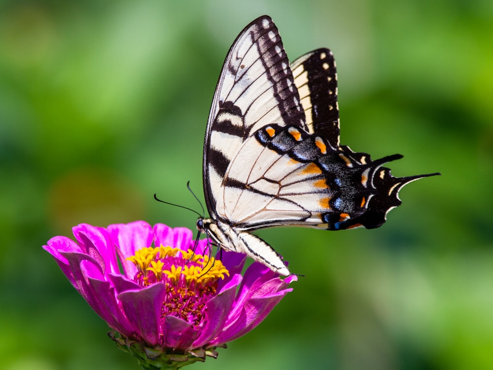 Butterfly Background